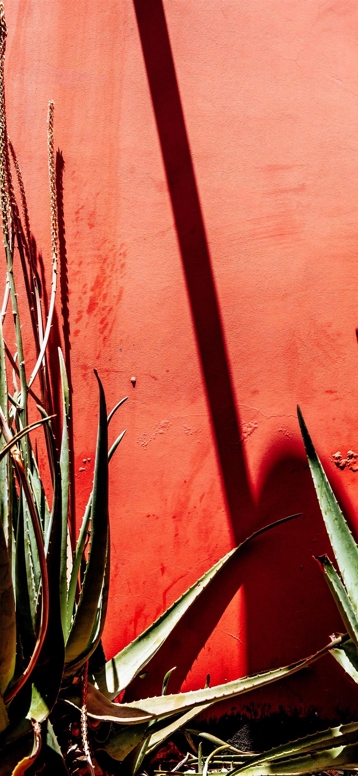 Complimentary Succulents iPhone Wallpaper Free Download