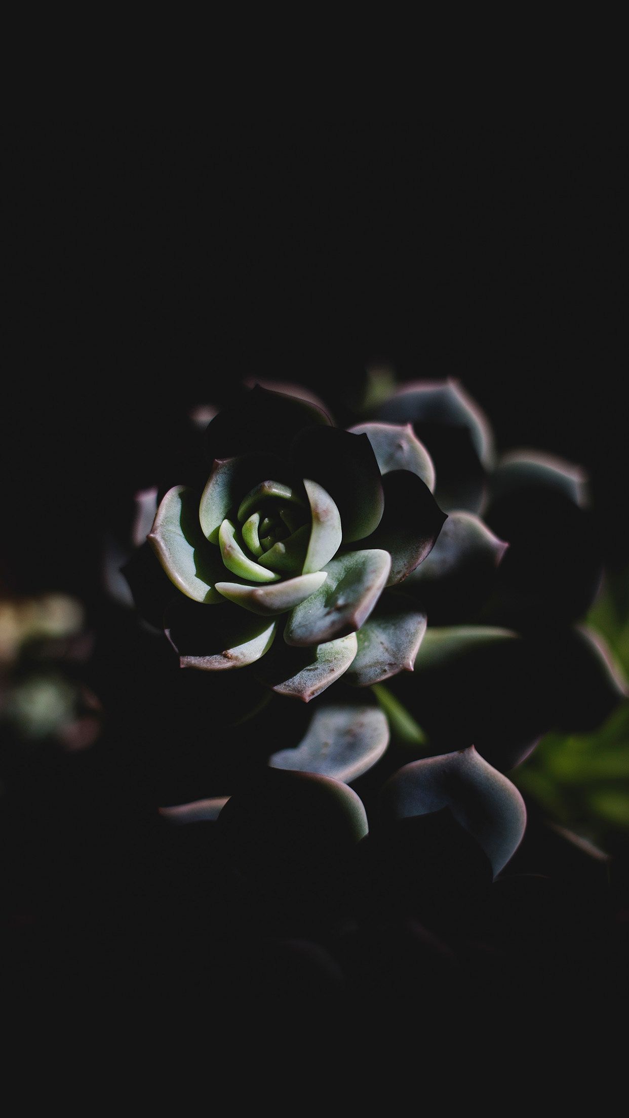Dark Succulent
