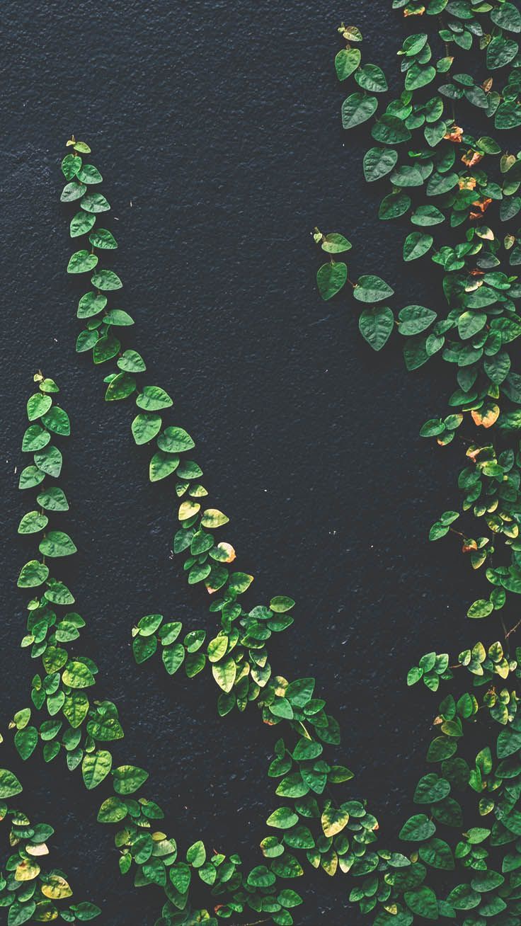 Botanical iPhone Xs Max Wallpaper. Preppy Wallpaper. Plant