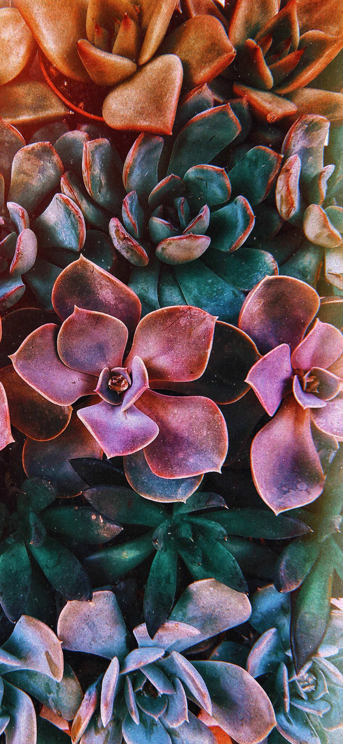 Succulent Iphone Xs Wallpapers Wallpaper Cave Explore succulent97's (@succulent97) posts on pholder | see more posts from u/succulent97 about plants, succulents and whatsthisplant. succulent iphone xs wallpapers
