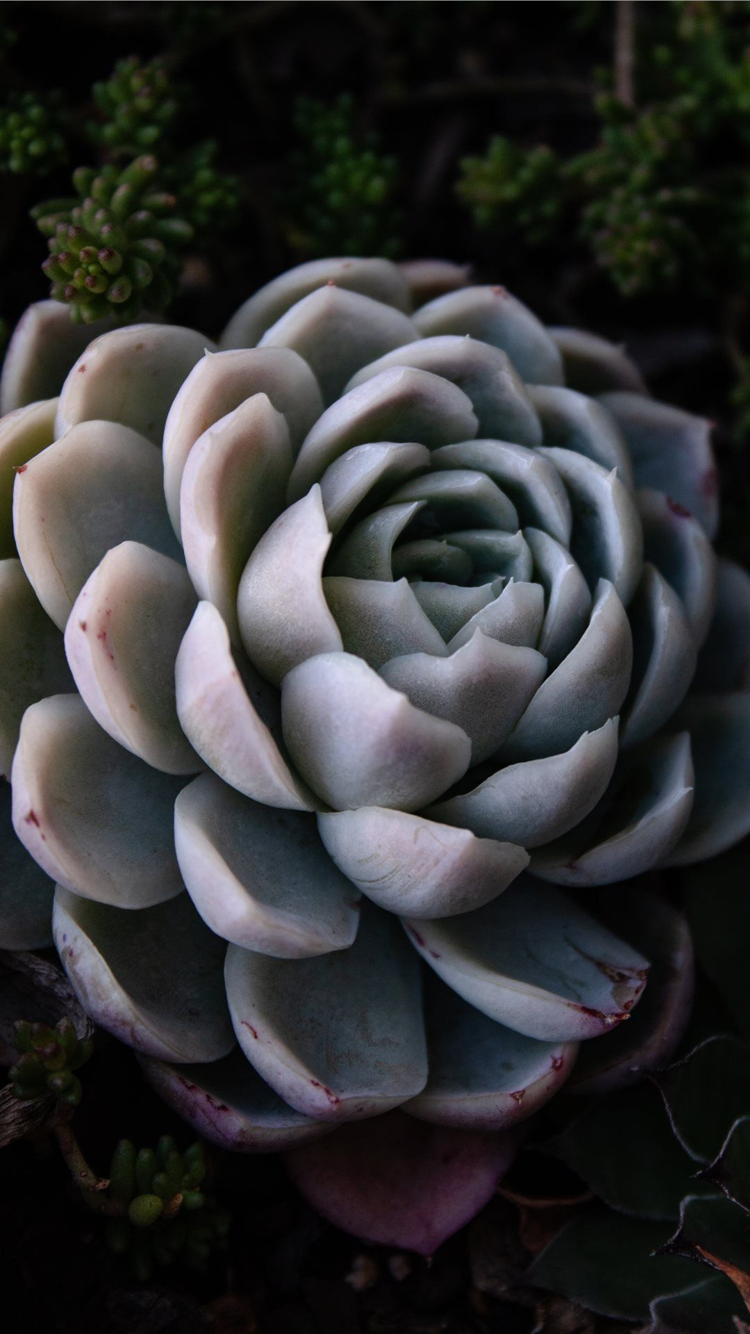 green succulent iPhone Wallpaper Free Download