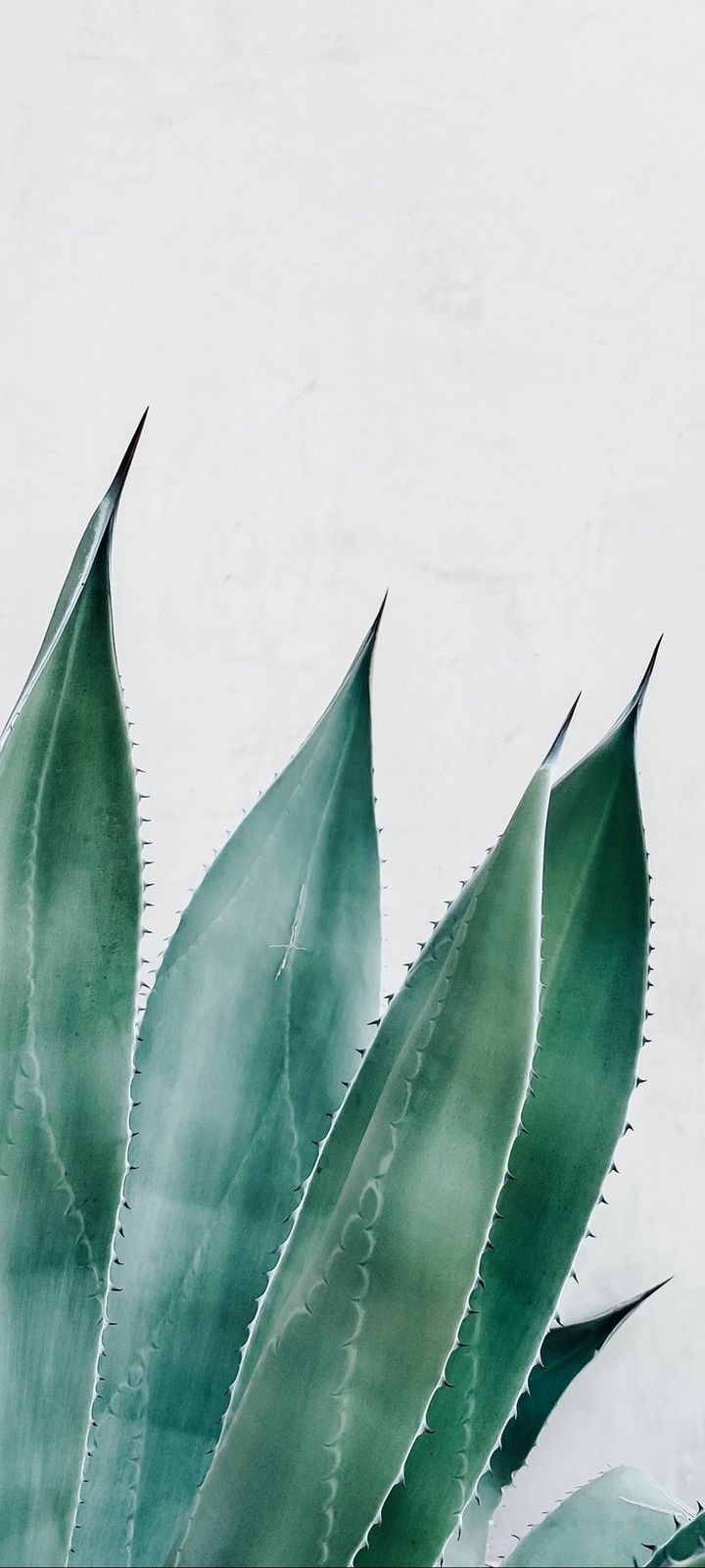 Succulent Plant Wallpaper