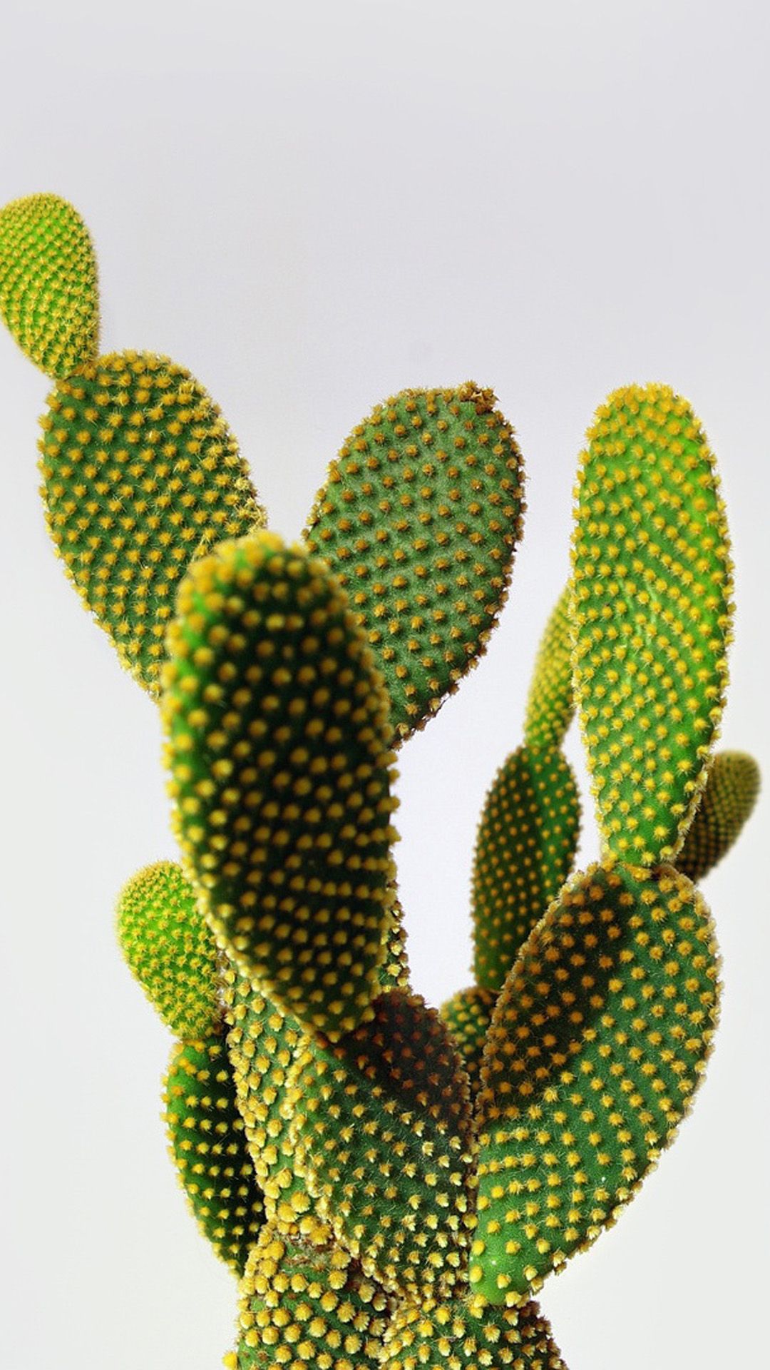 Cactus landscape Download Free Wallpaper for iPhone 6