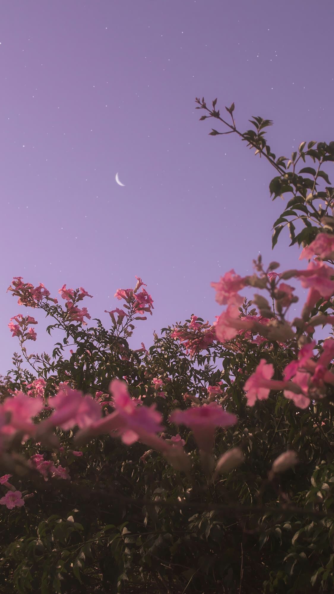 Evening flowers. Sky aesthetic, Aesthetic iphone wallpaper, Night sky wallpaper