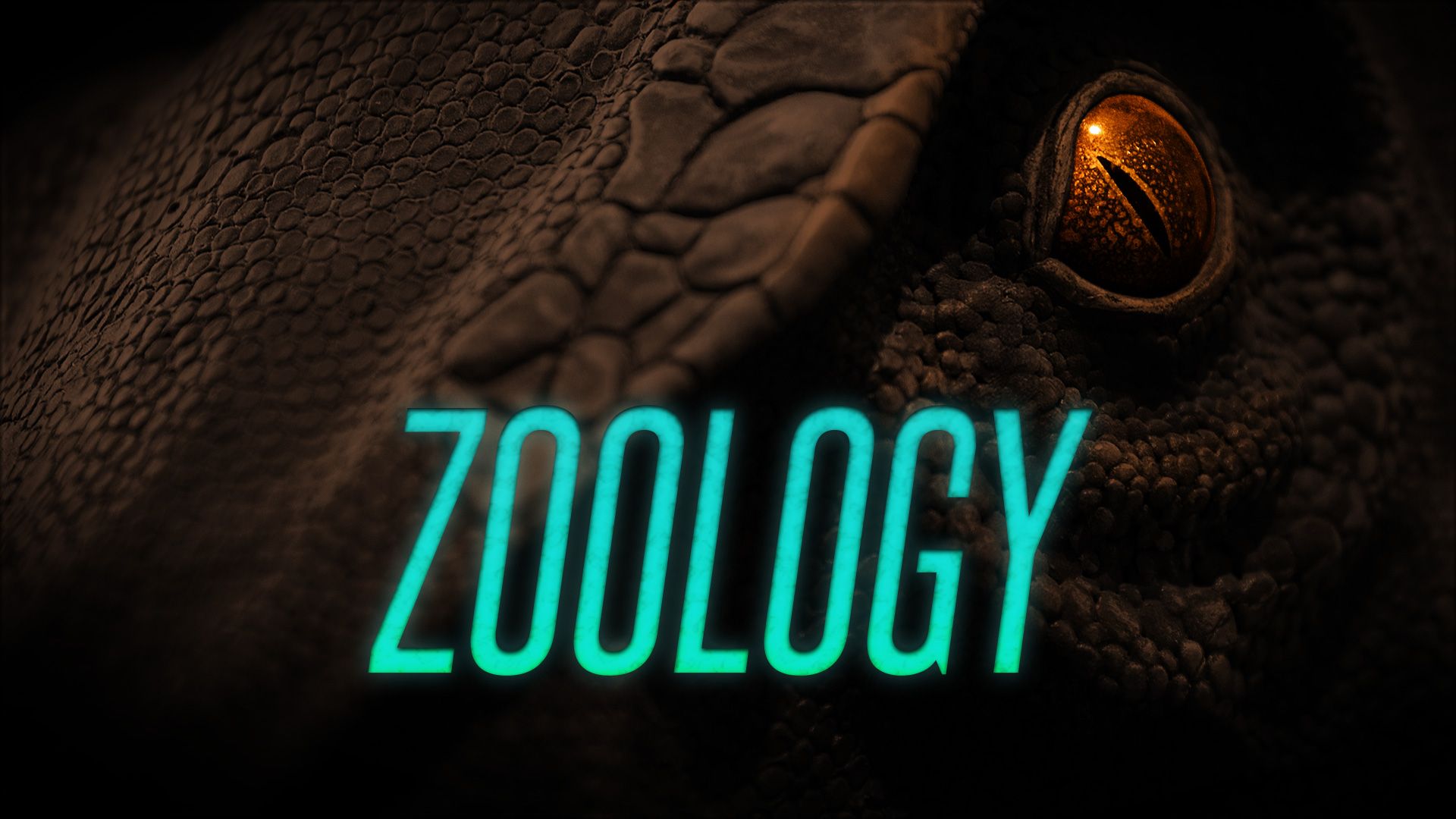 PPT - Zoology PowerPoint Presentation, free download - ID:2562055