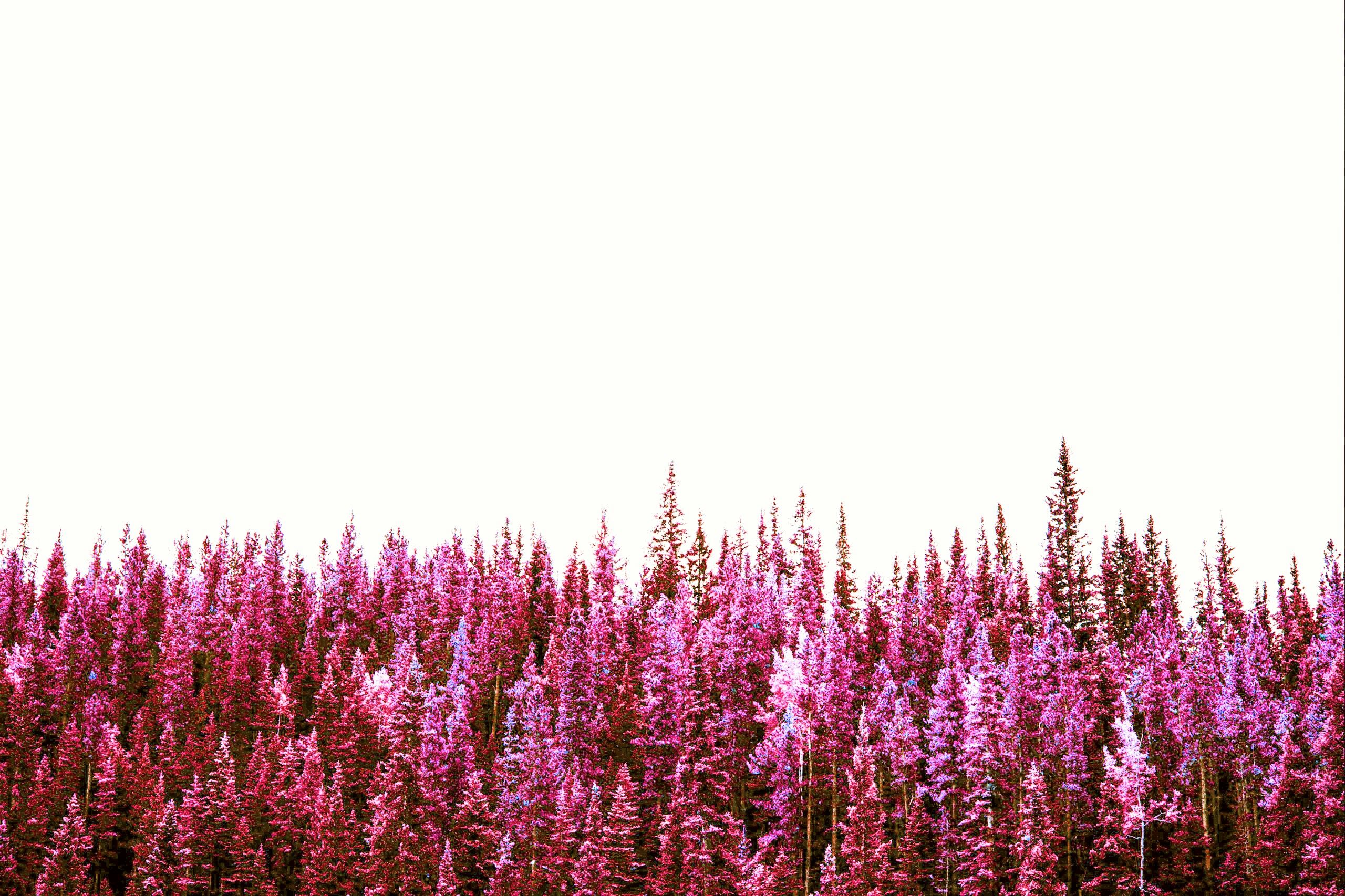 hue pink forest trees aesthetic Image by ▫chloe ▫