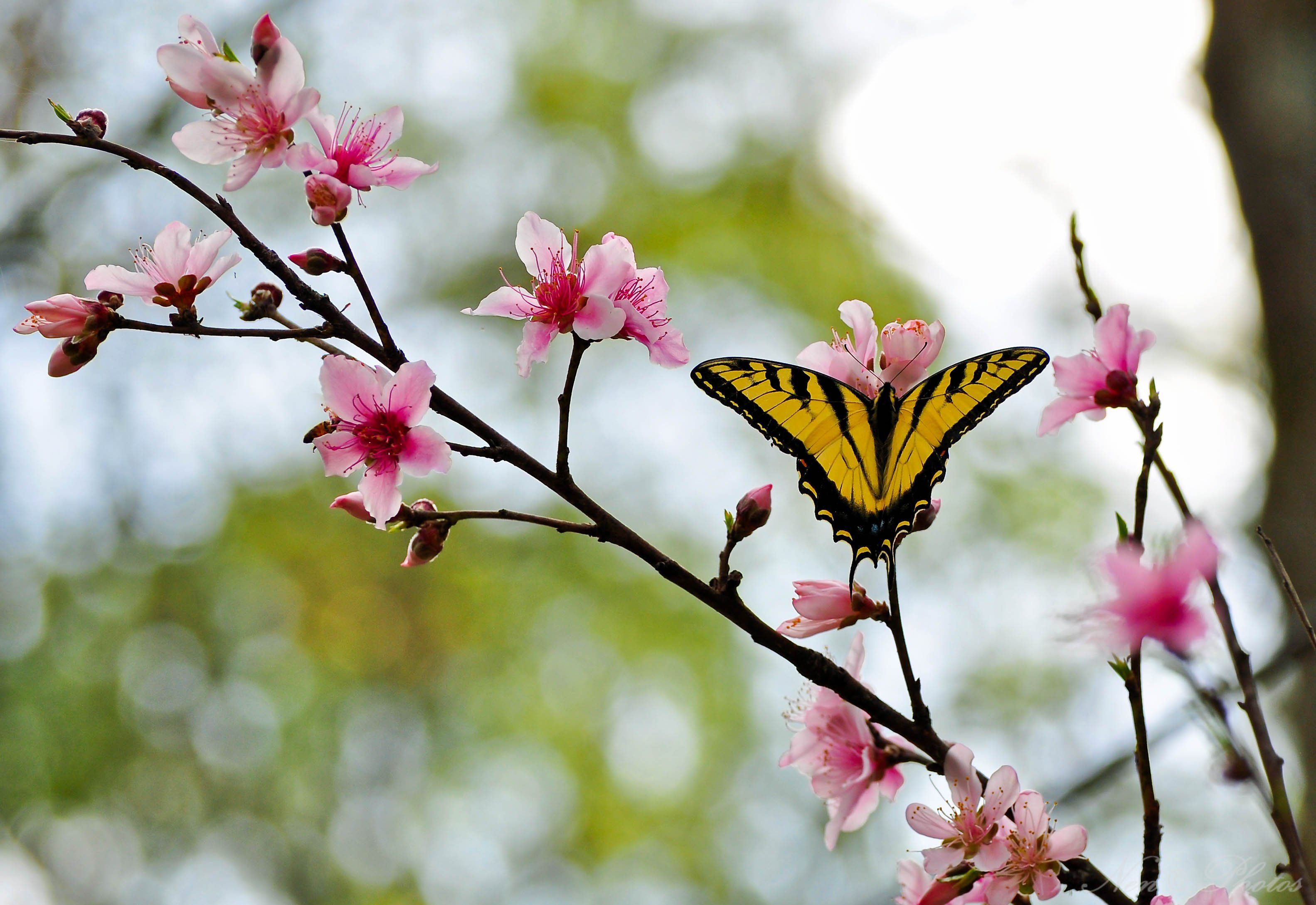 Flower Butterfly Cherry Blossom Wallpaper