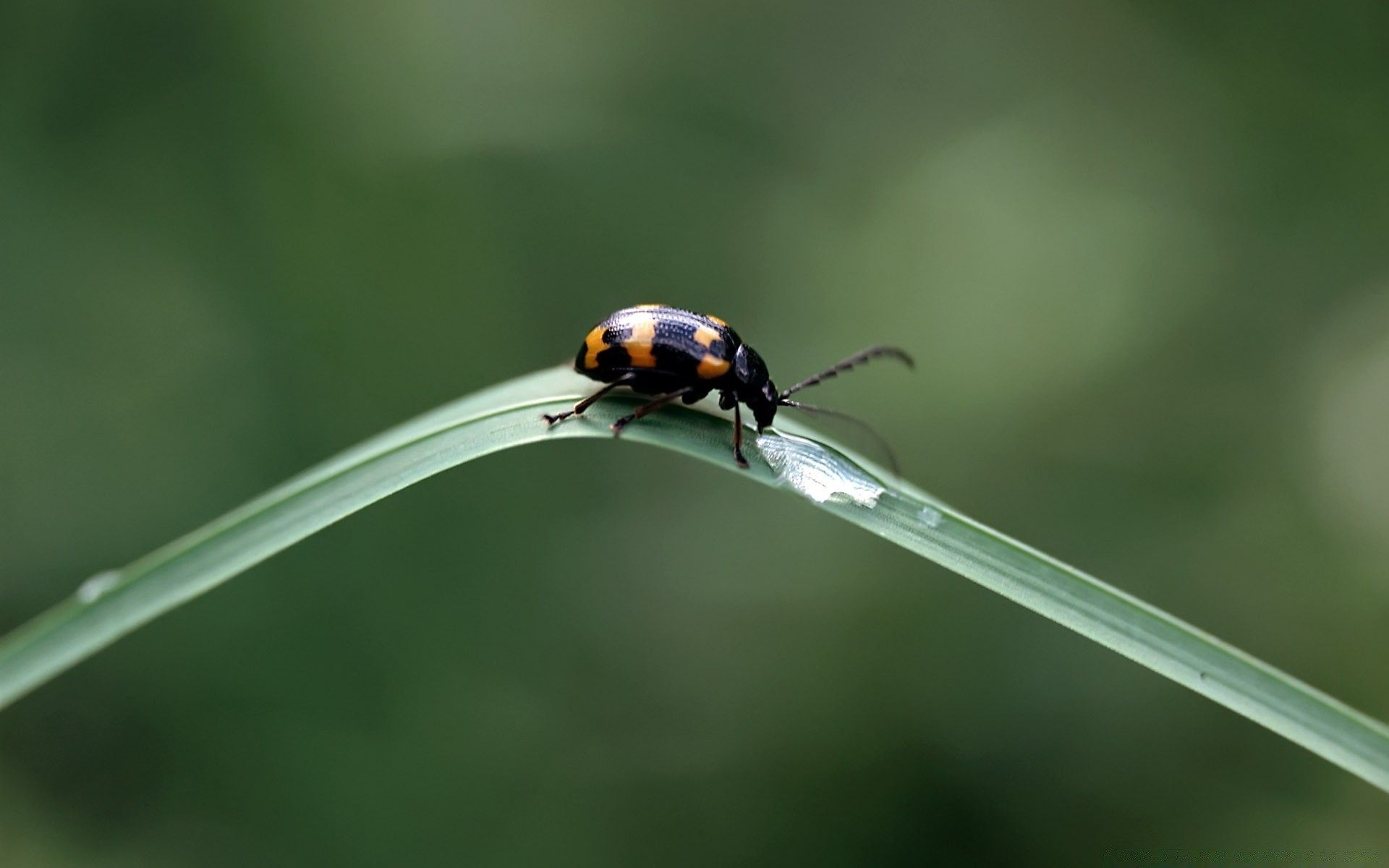 Black Beetles With Orange Spots