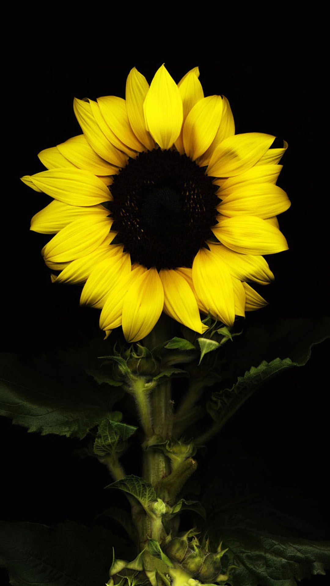 sunflower black. Sunflower picture, Sunflower wallpaper, Sunflower iphone wallpaper