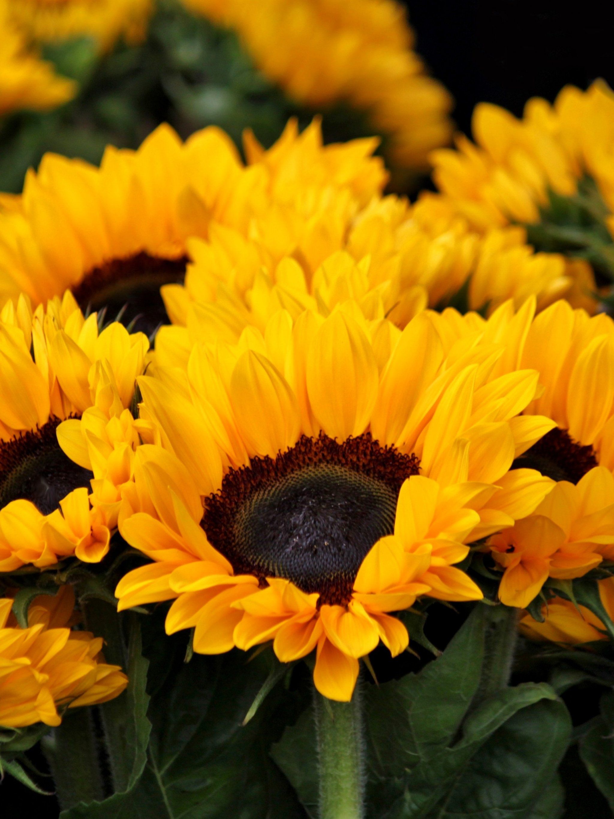 Sunflowers Wallpaper, Android & Desktop Background