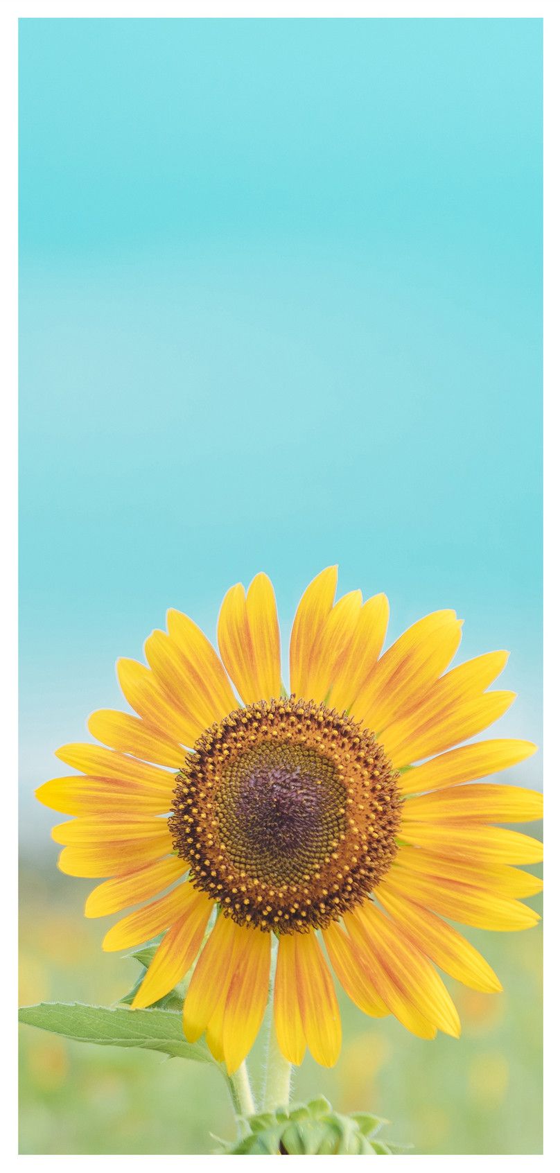 Sunflower Mobile Phone Wallpaper Background Image Free Download 400386085 Lovepik.com
