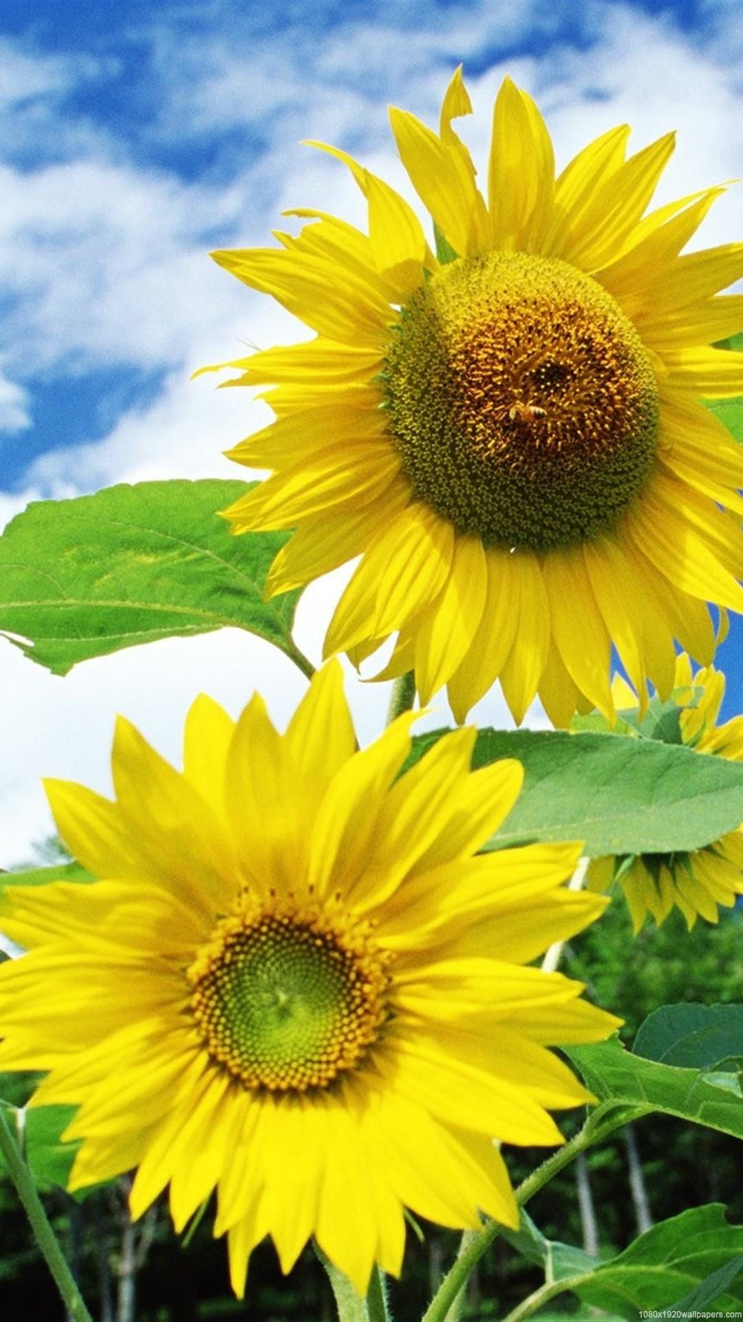Sunflower Mobile HD Wallpapers Wallpaper Cave