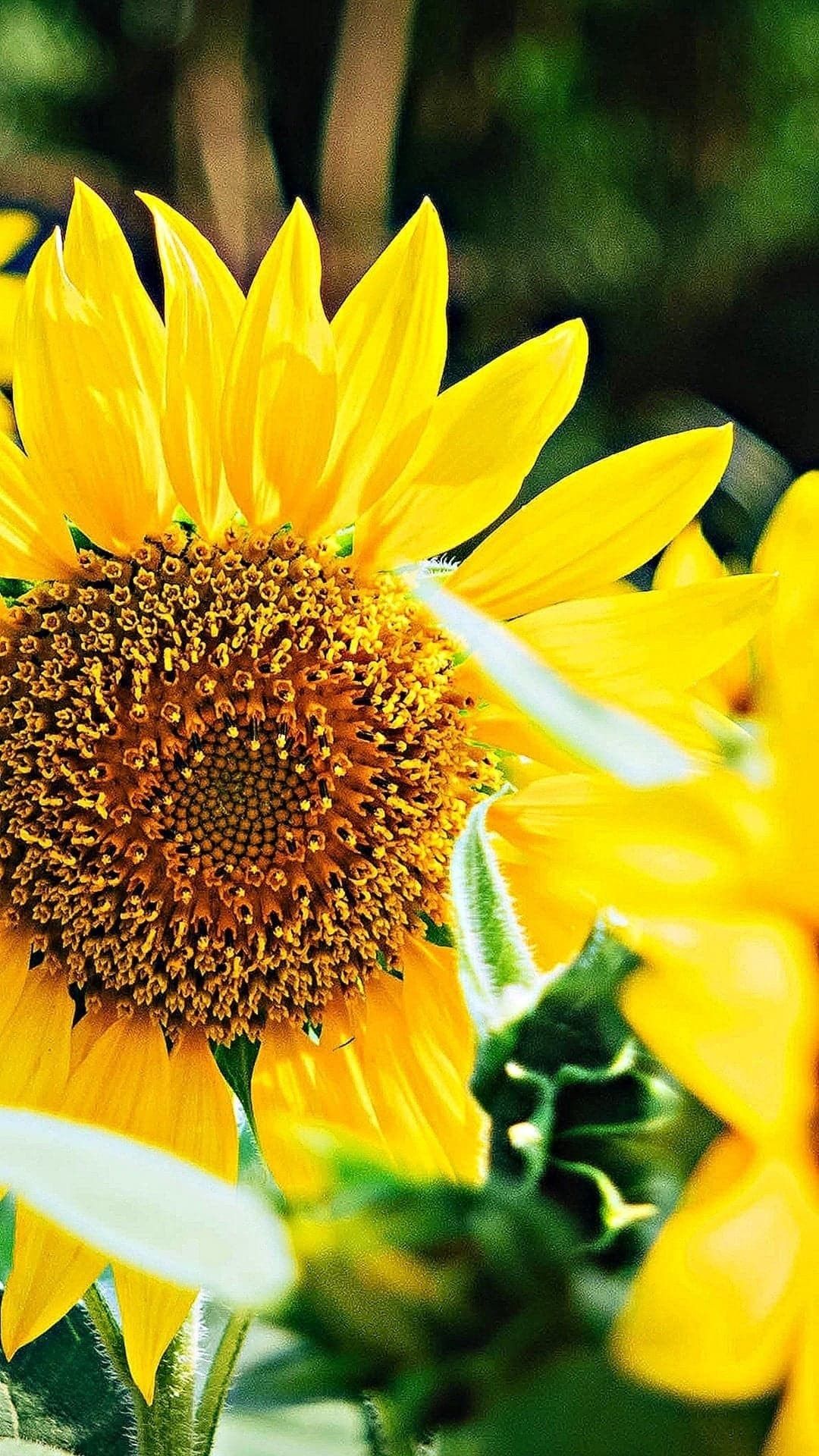 Sunflower HD Wallpaper For Mobile