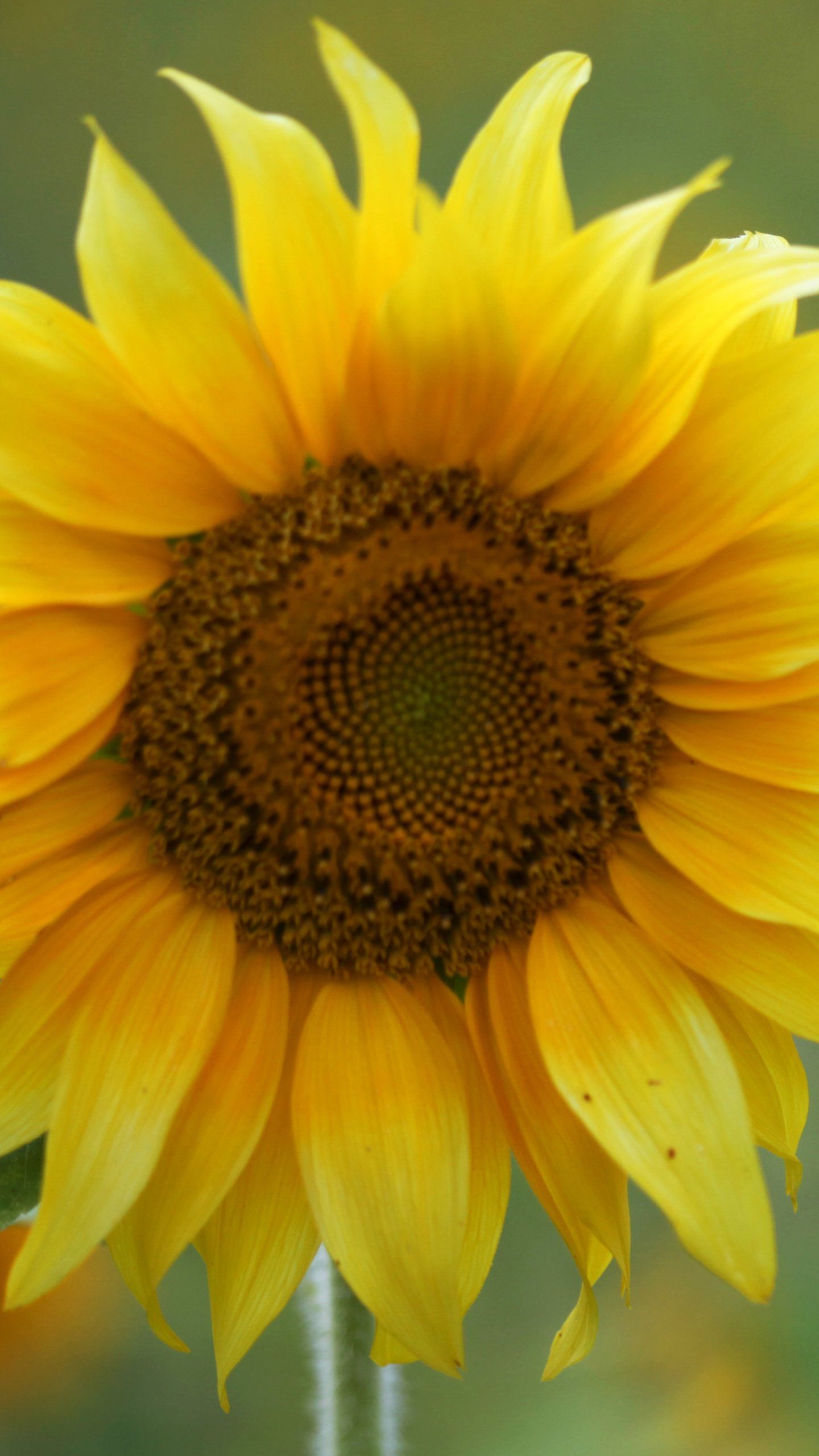 Sunflower Wallpaper, Android & Desktop Background