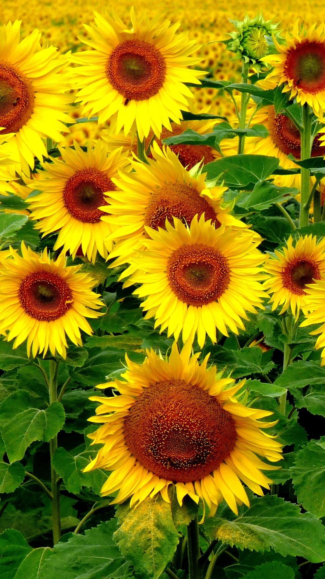 Sunflower HD Wallpaper for Android