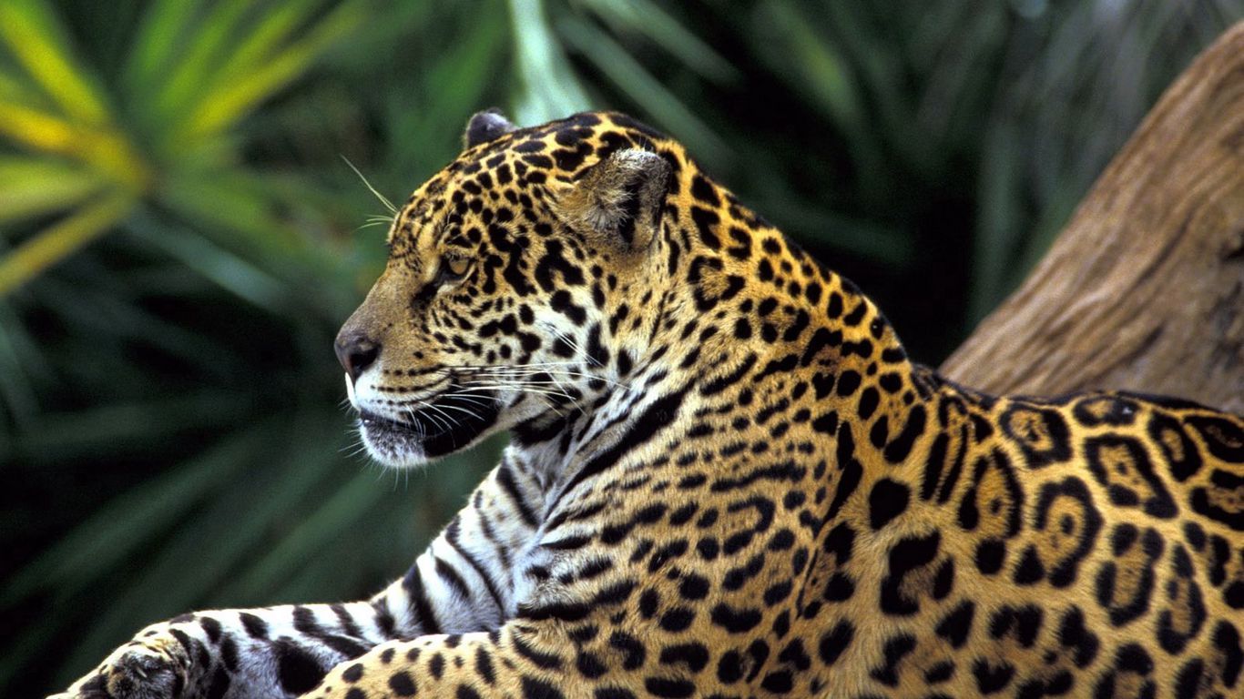 Download wallpaper 1366x768 jaguar, spotted, sitting tablet