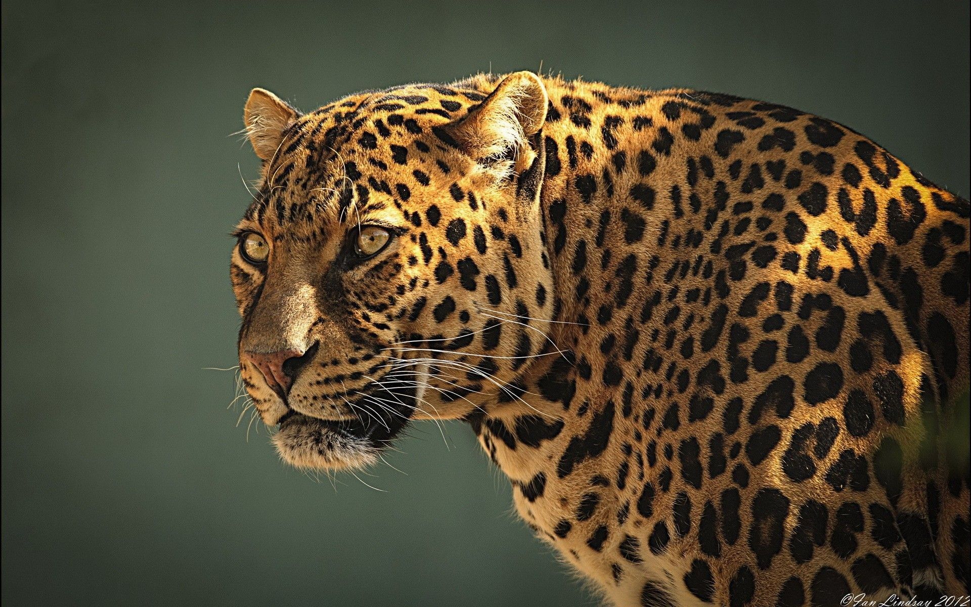 Jaguar Windows Background Wallpaper Download Resolution 4K