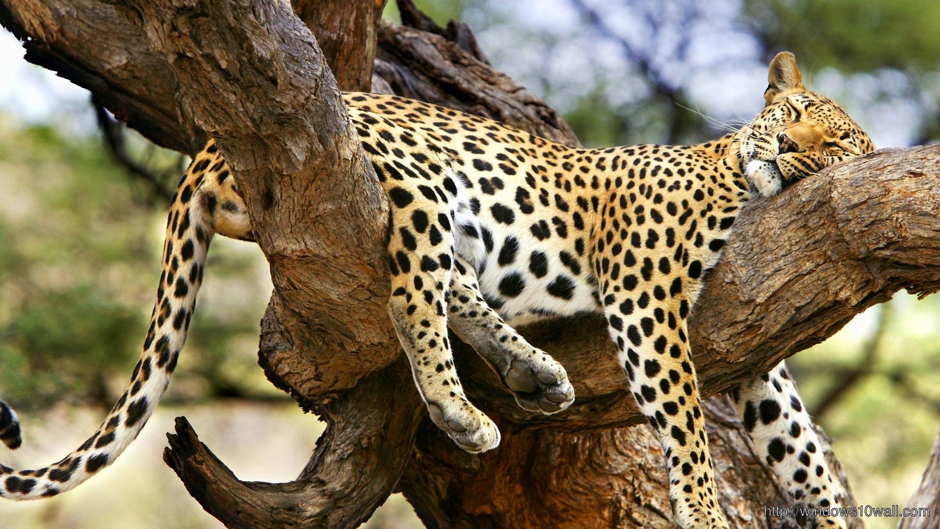Jaguar Sleeping On Tree Wallpaper 10 Wallpaper