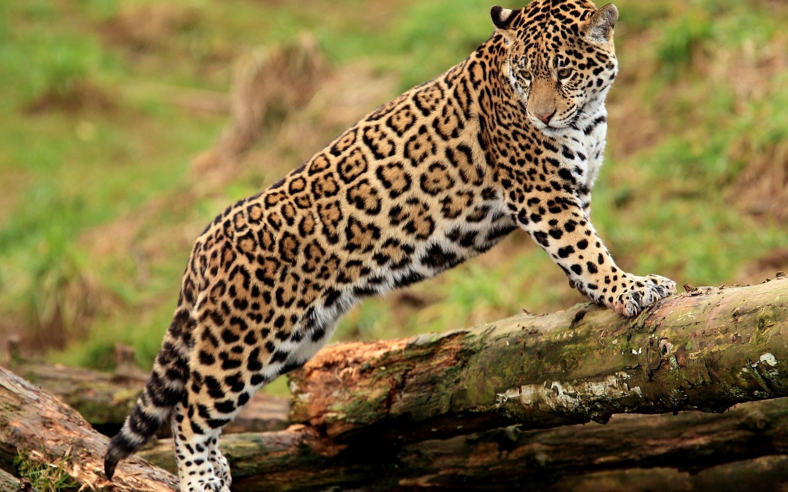 Jaguar Android Wallpaper Wallpaper Download Resolution 4K