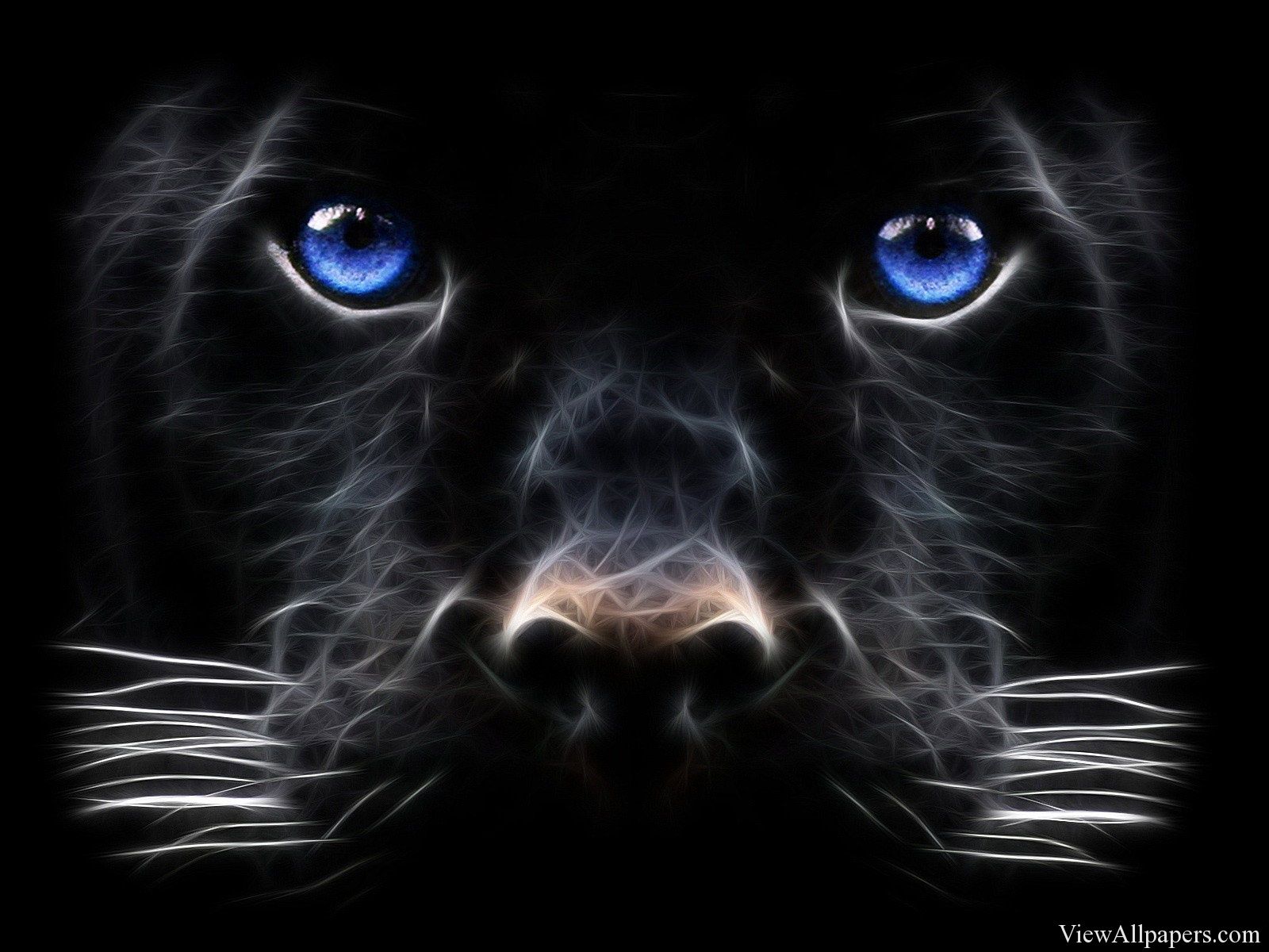 3D Black Tiger Blue EyesD & Abstract HD Wallpaper. Black