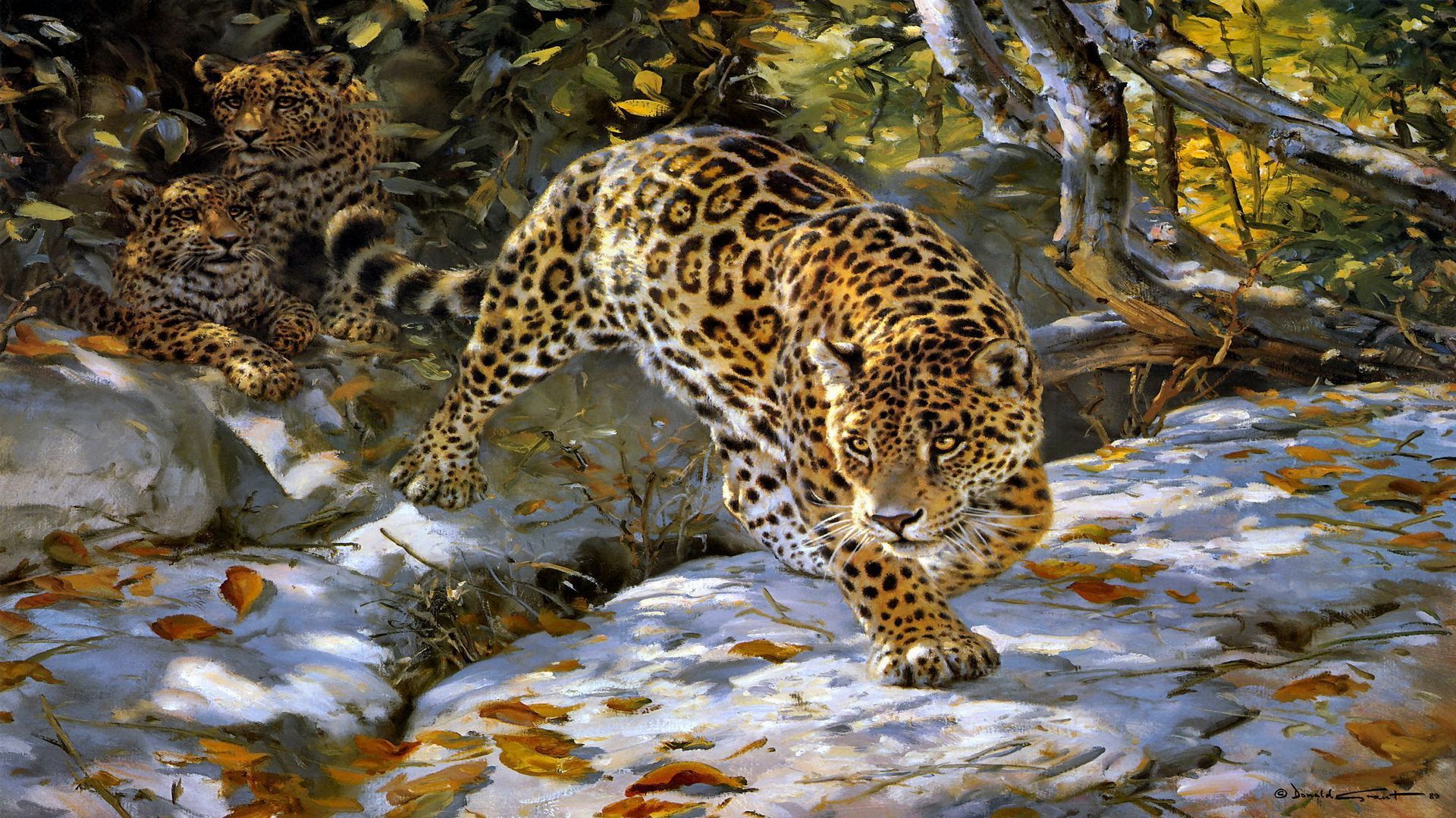 The jaguar spotted cat wold big animals HD Wallpaper 426