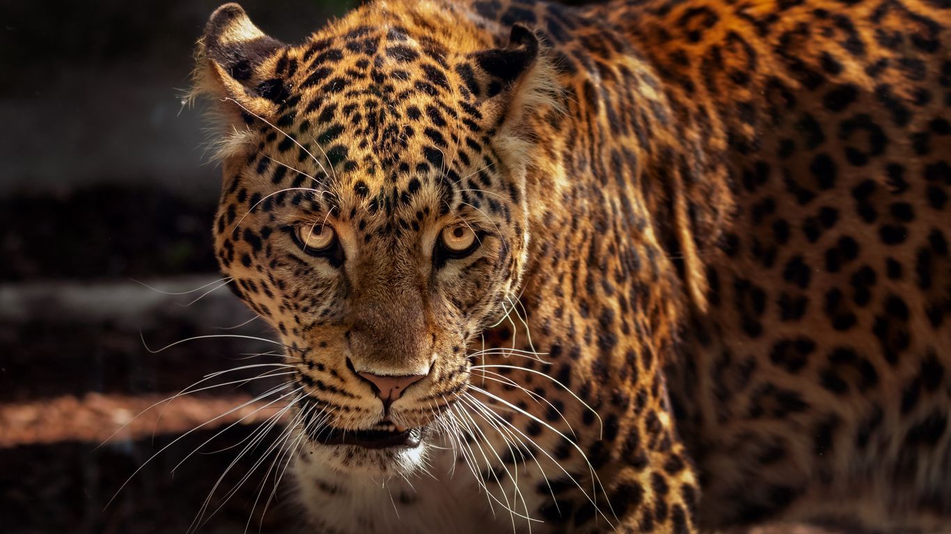 Jaguar Laptop Wallpapers - Wallpaper Cave