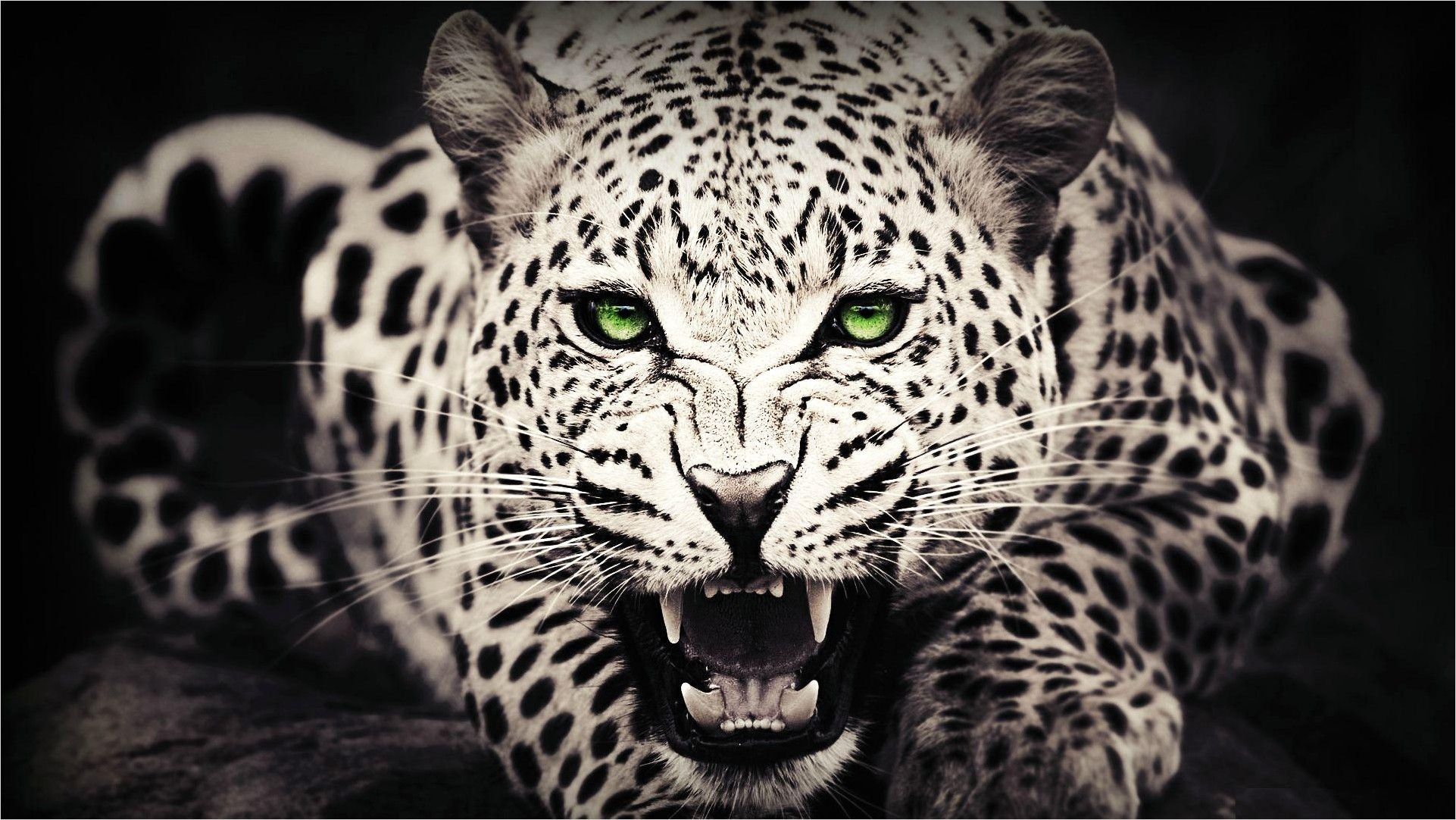 4k Animal Wallpaper For Laptop. Cheetah wallpaper
