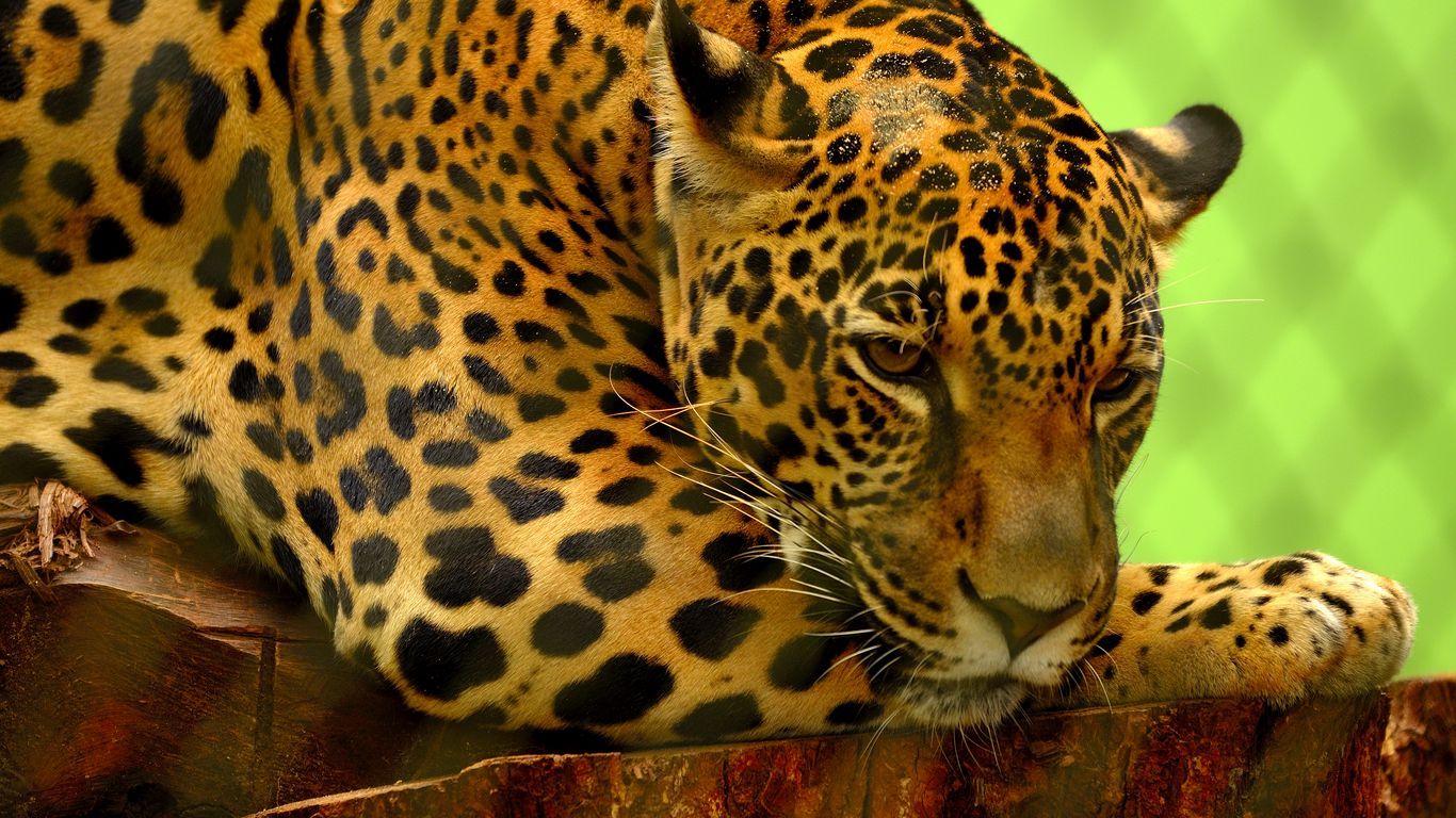 Download wallpaper 1366x768 jaguar, predator, lying, muzzle tablet