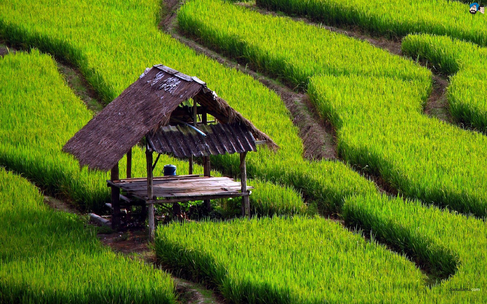 Download 1920x1200 Small House In The Rice Field wallpaper