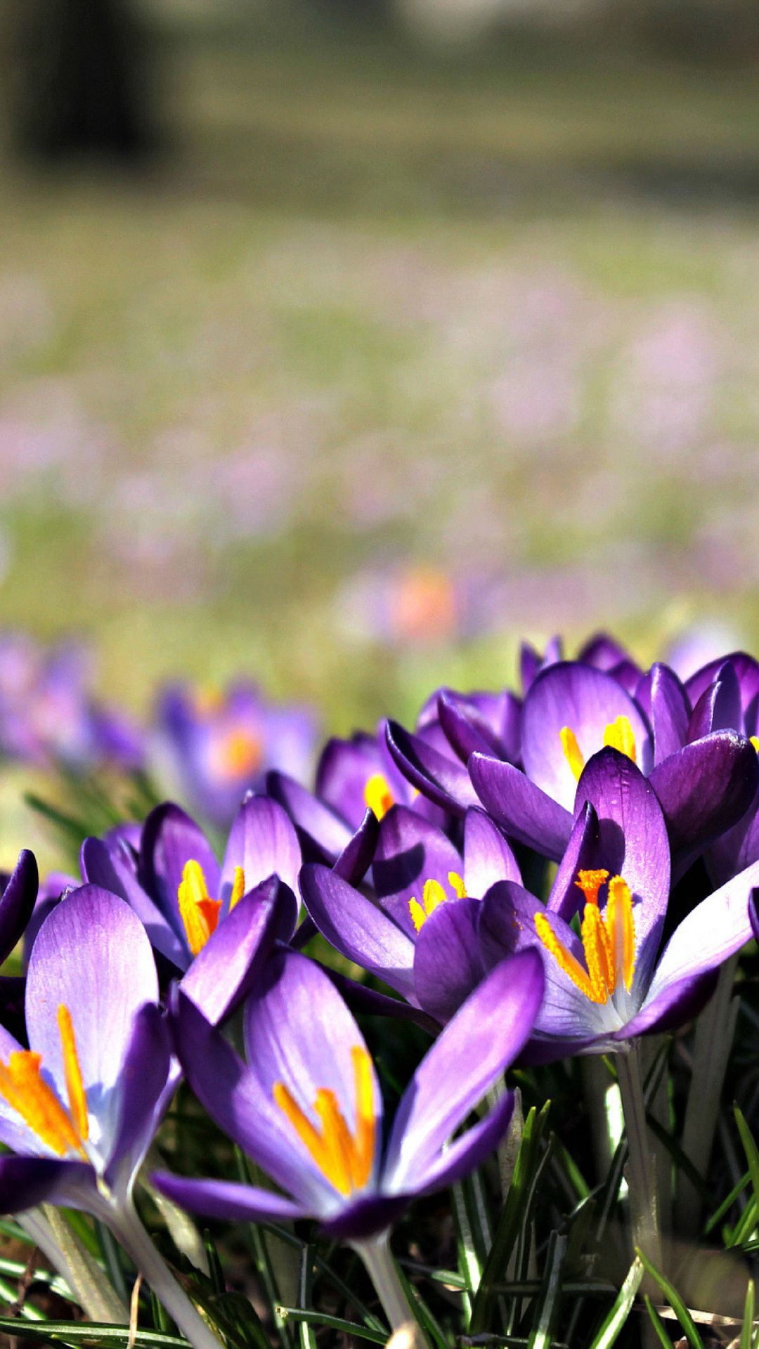 Flowers Crocuses Mobile Wallpaper: Image, Category