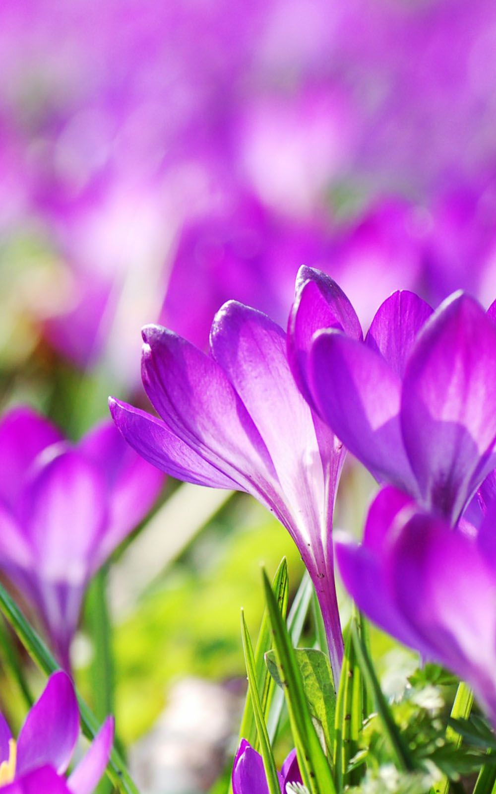 Beautiful Purple Crocus Flowers Free HD Mobile Wallpaper