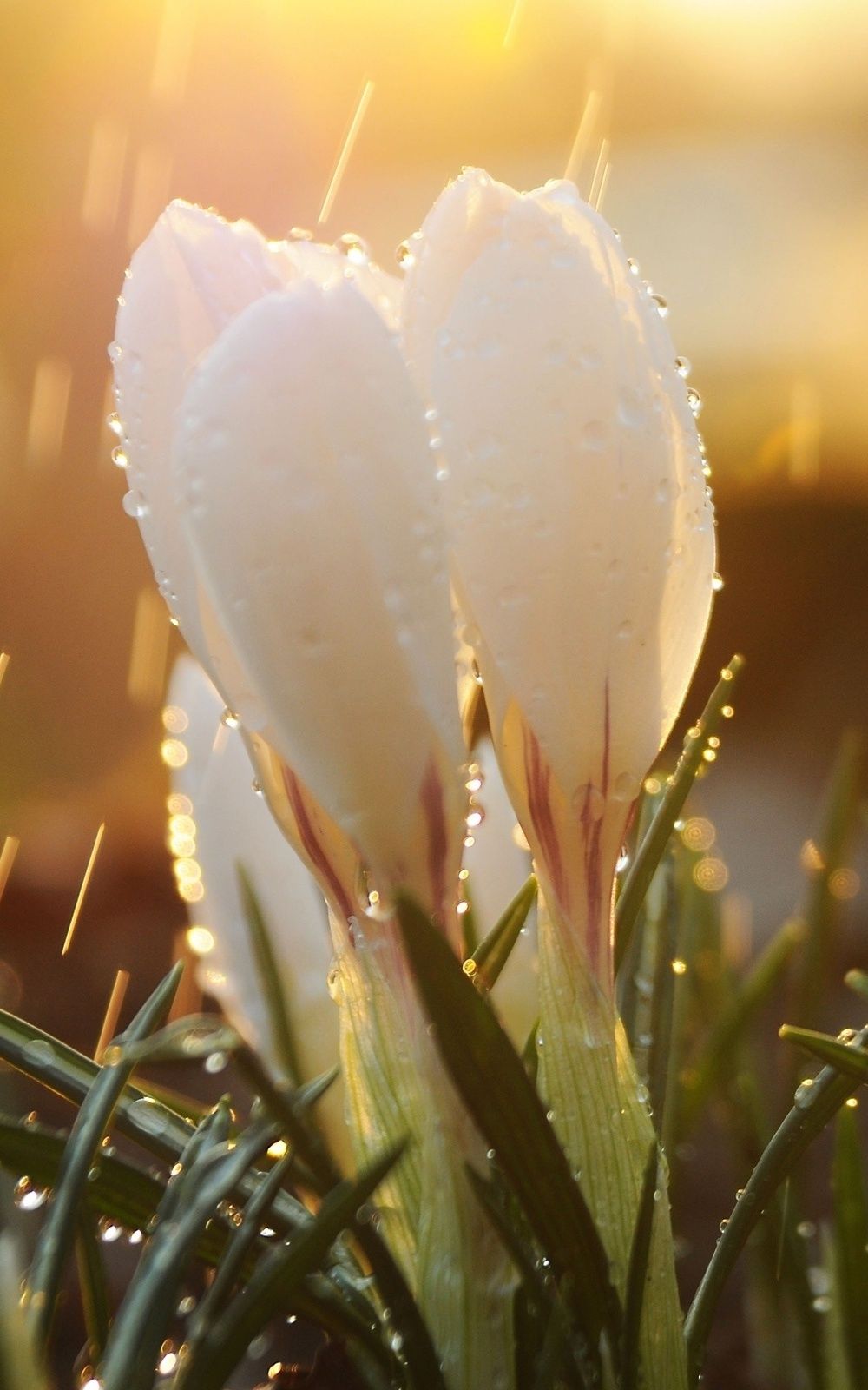 Crocus Flower Close Up Dew Android Wallpaper free download