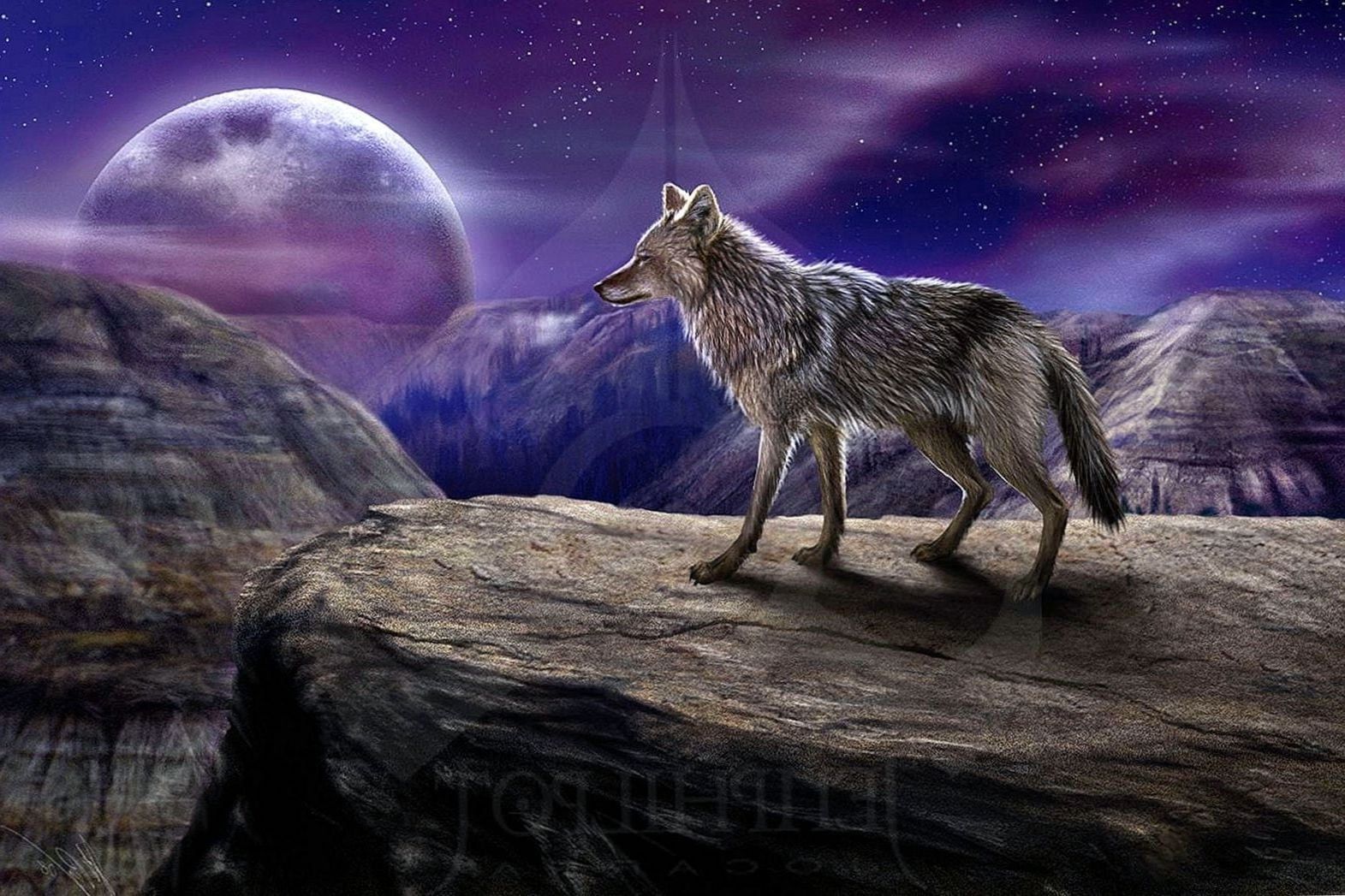 Wolf Alone Wallpaper Wallpaper.Pro