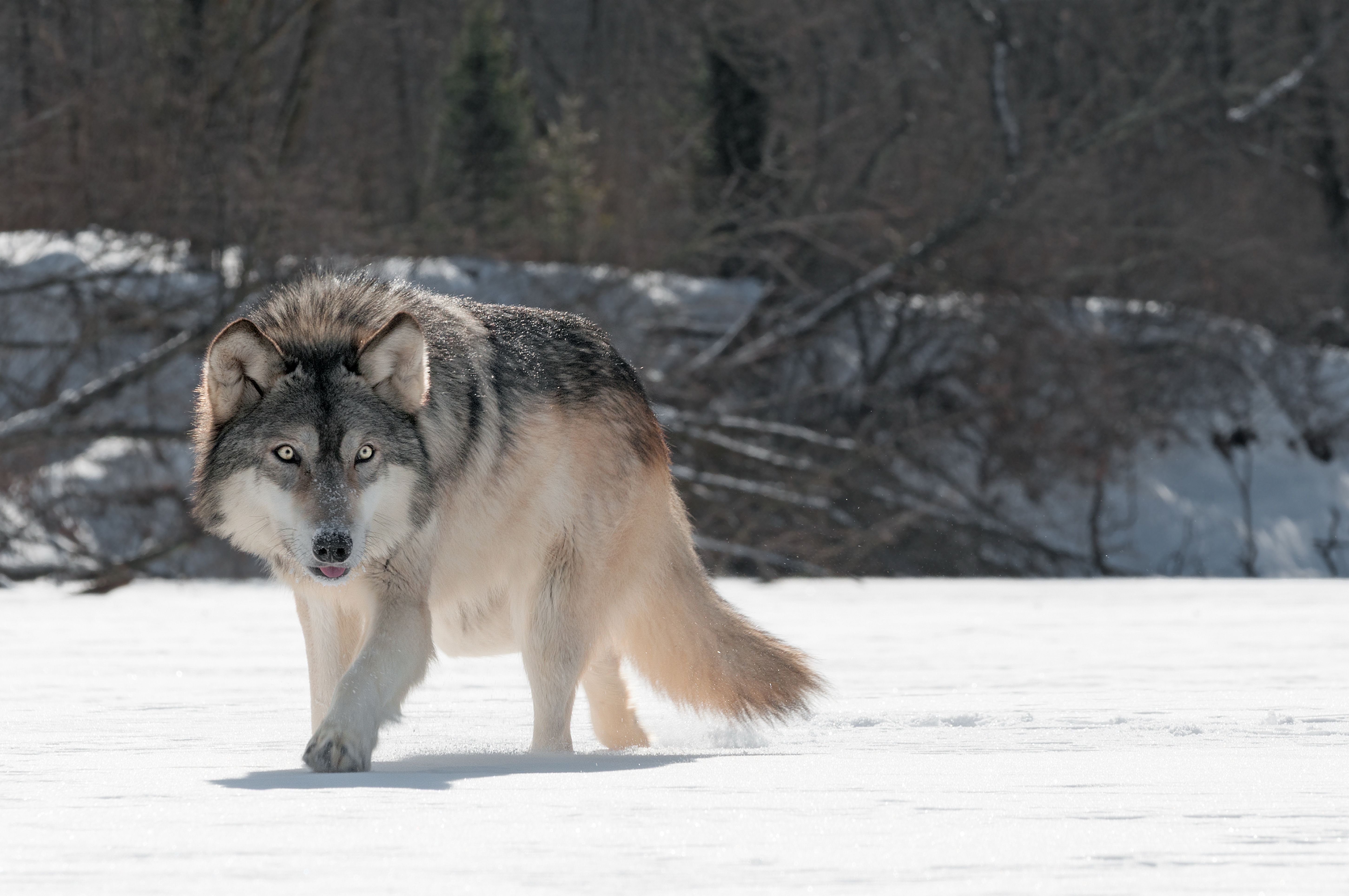 View, download, comment, and rate this 5804x3854 Grey Wolf