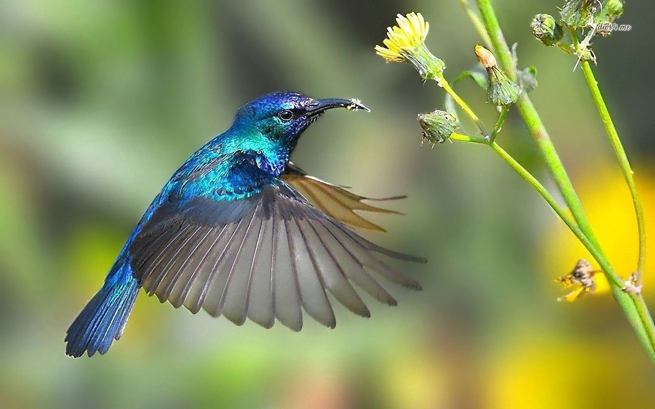 Hummingbird HD wallpaper. Animal totem spirit guides, Animal spirit guides, Animal spirit guide