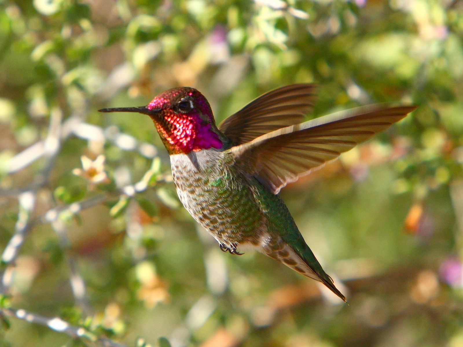 Hummingbird with beautiful color. Hummingbird wallpaper, Hummingbird, Hummingbird picture