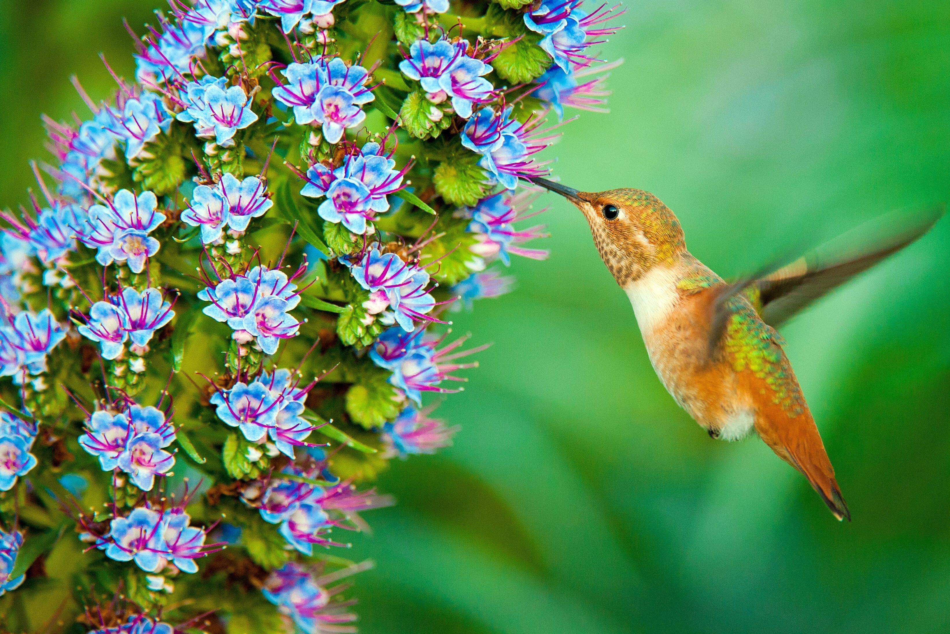 Hummingbird Wallpaper