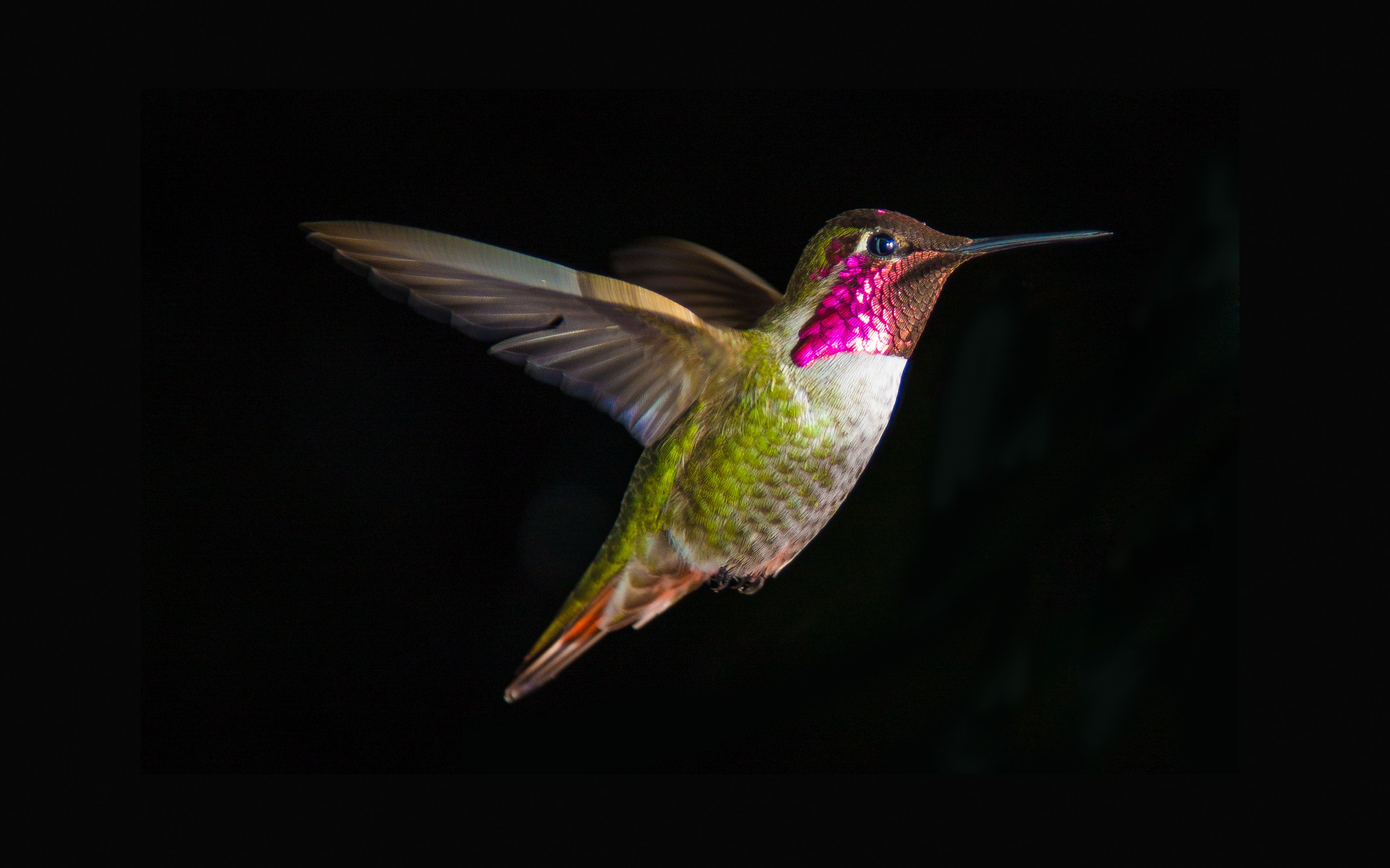 Wallpaper Hummingbird, 4K, Animals,. Wallpaper for iPhone, Android, Mobile and Desktop