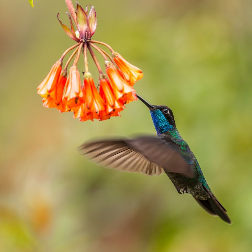 Hummingbird Picture [HD]. Download Free Image