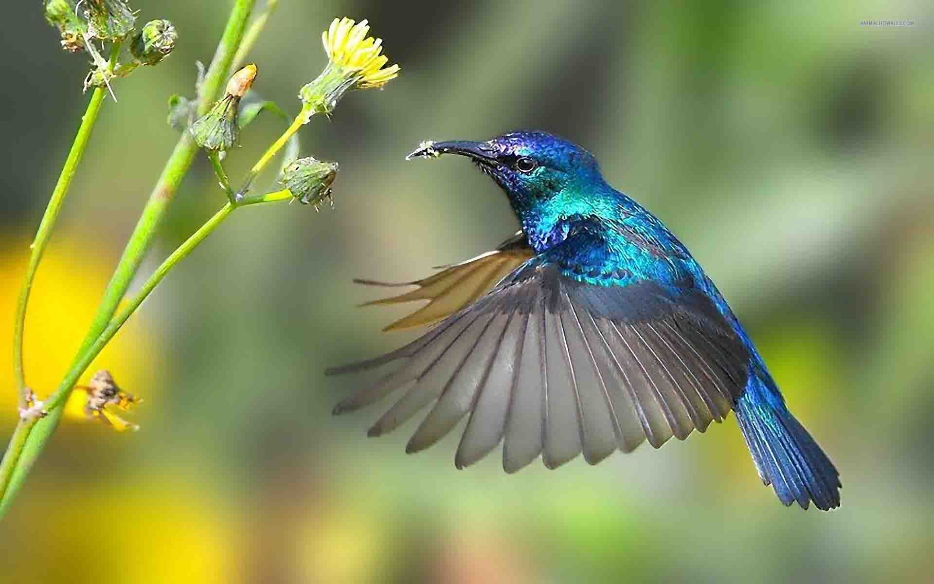 Hummingbird HD Wallpaper Free Download. Hummingbird picture, Hummingbird wallpaper, Birds