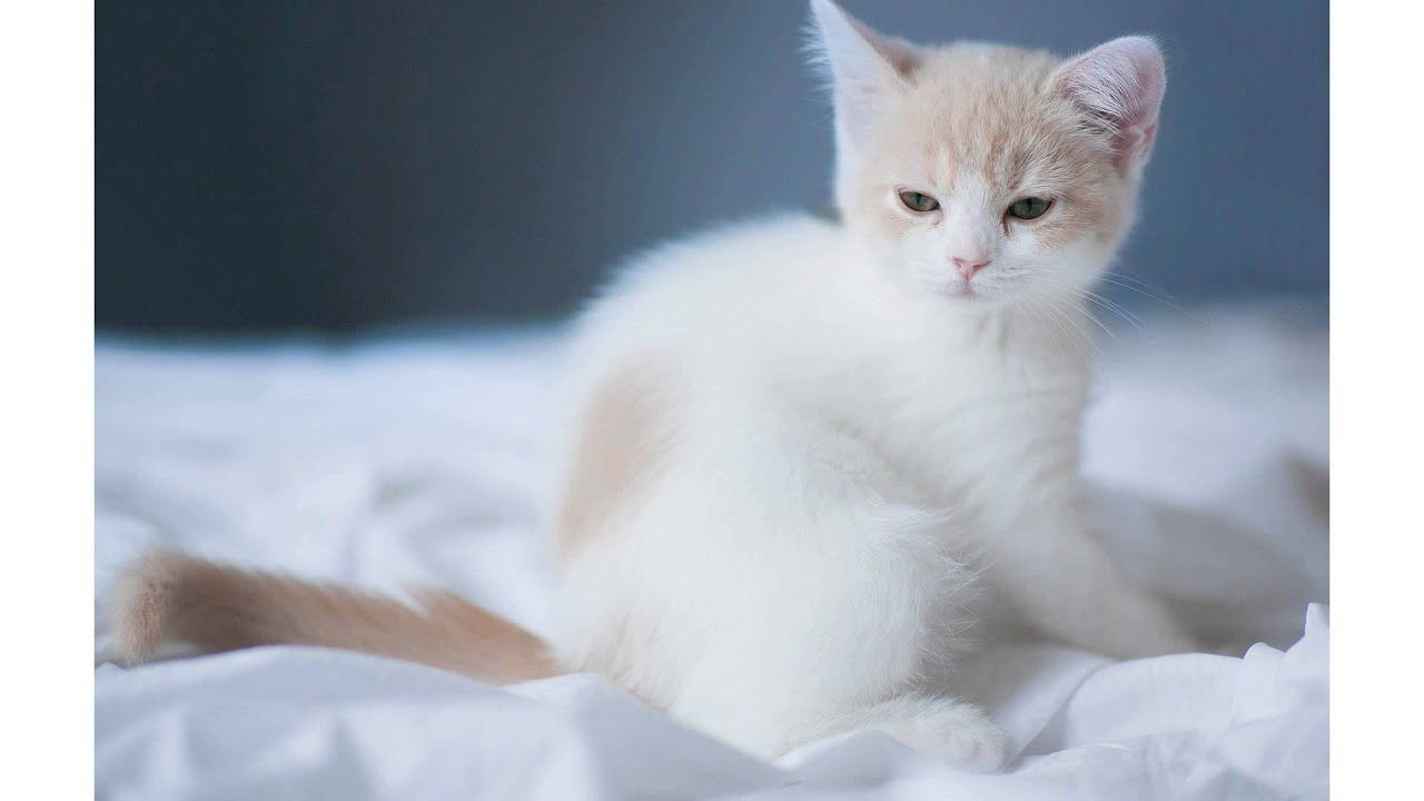 Cute white cat wallpaper