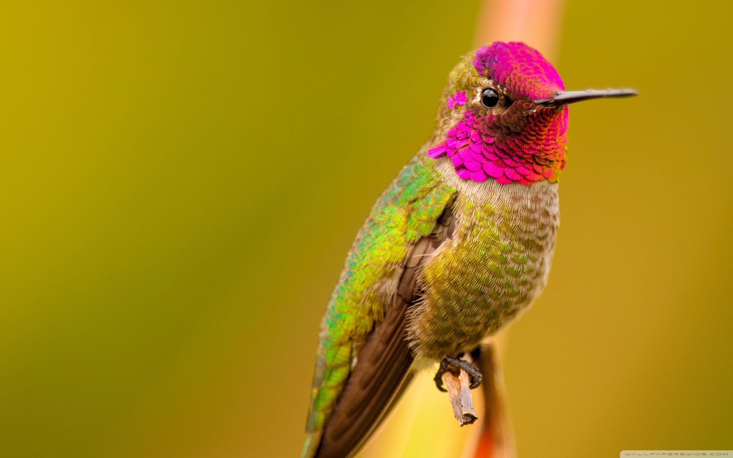 Anna's Hummingbird Male Bird Ultra HD Desktop Background Wallpaper for 4K UHD TV, Widescreen & UltraWide Desktop & Laptop, Tablet