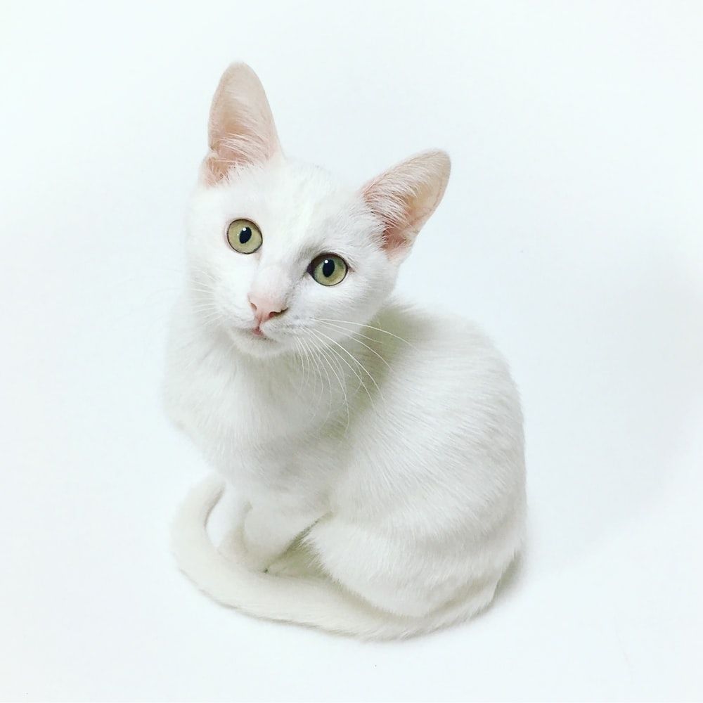 white cat photo