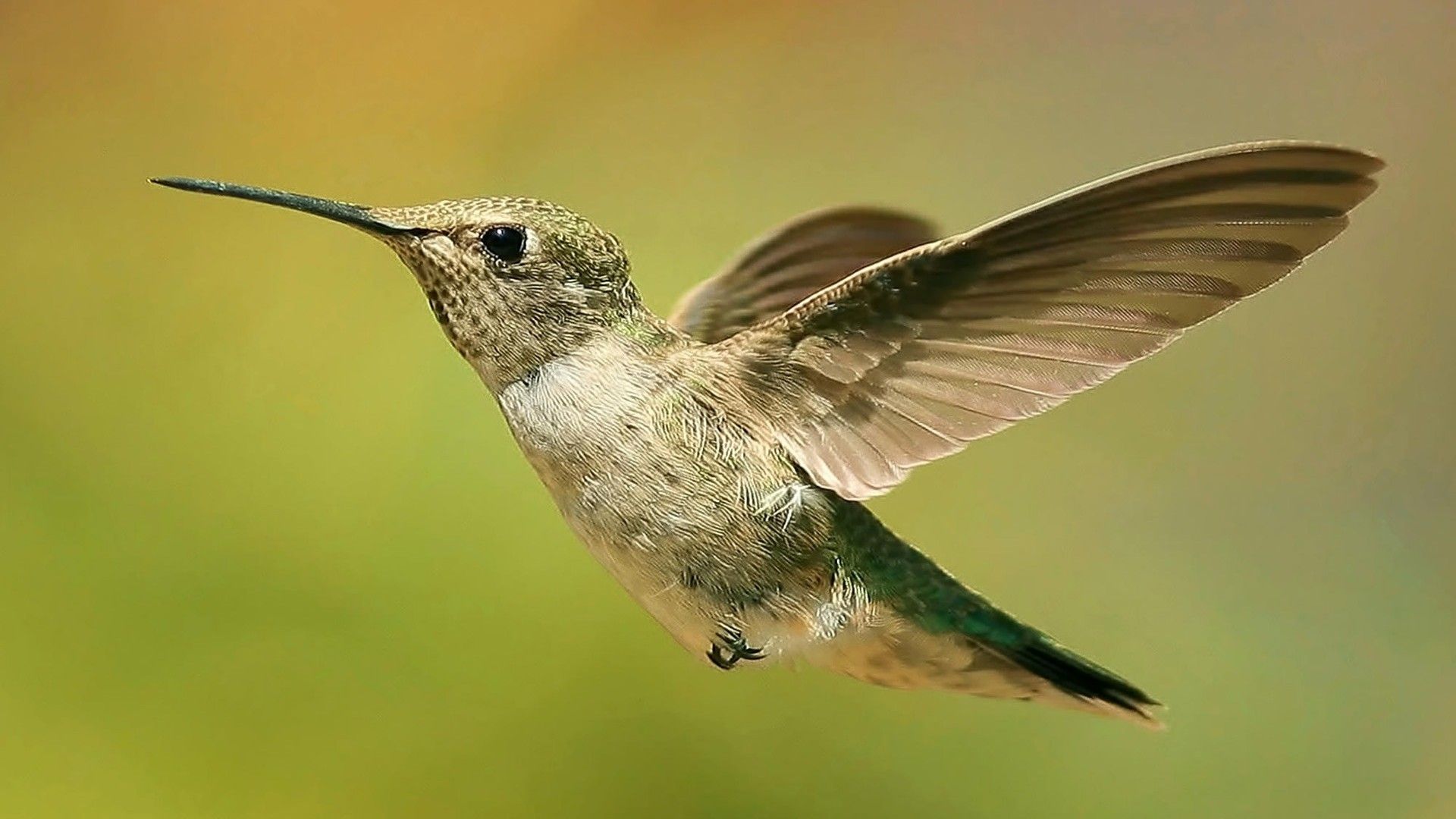 Hummingbird in Flight