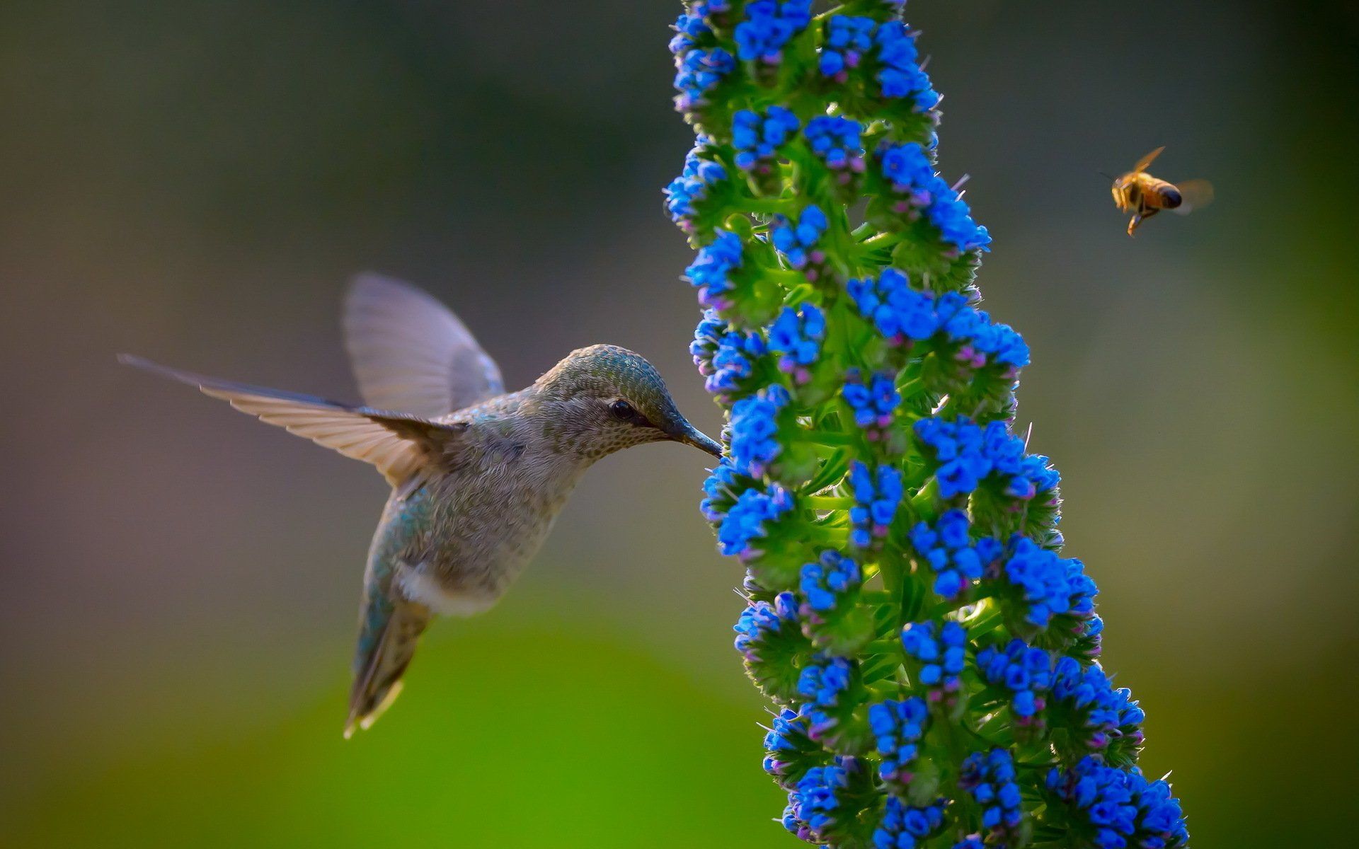 Hummingbird HD Wallpaper and Background Image