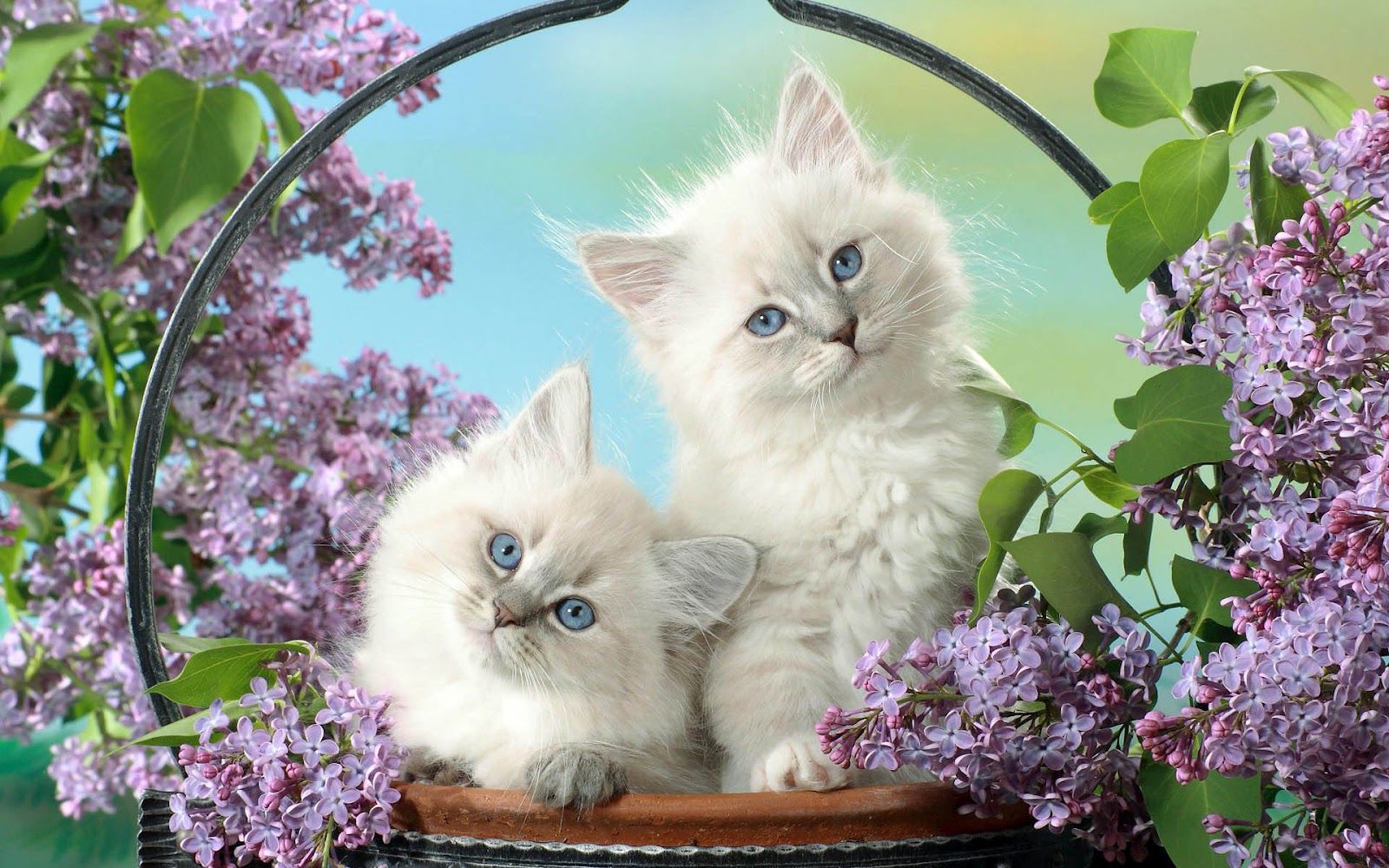 Two cute white cats in a basket. HD Animals Wallpaper