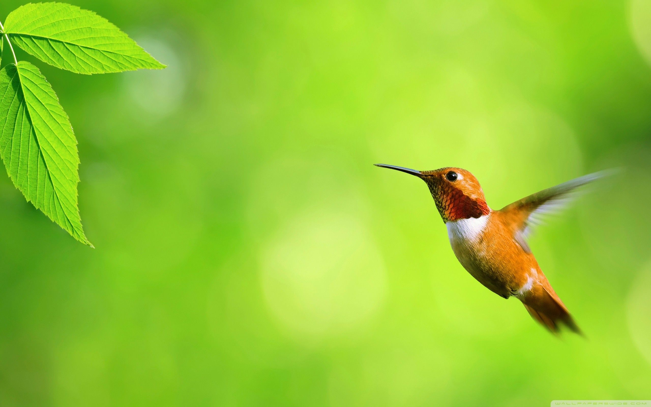 Hummingbird Wallpaper Background