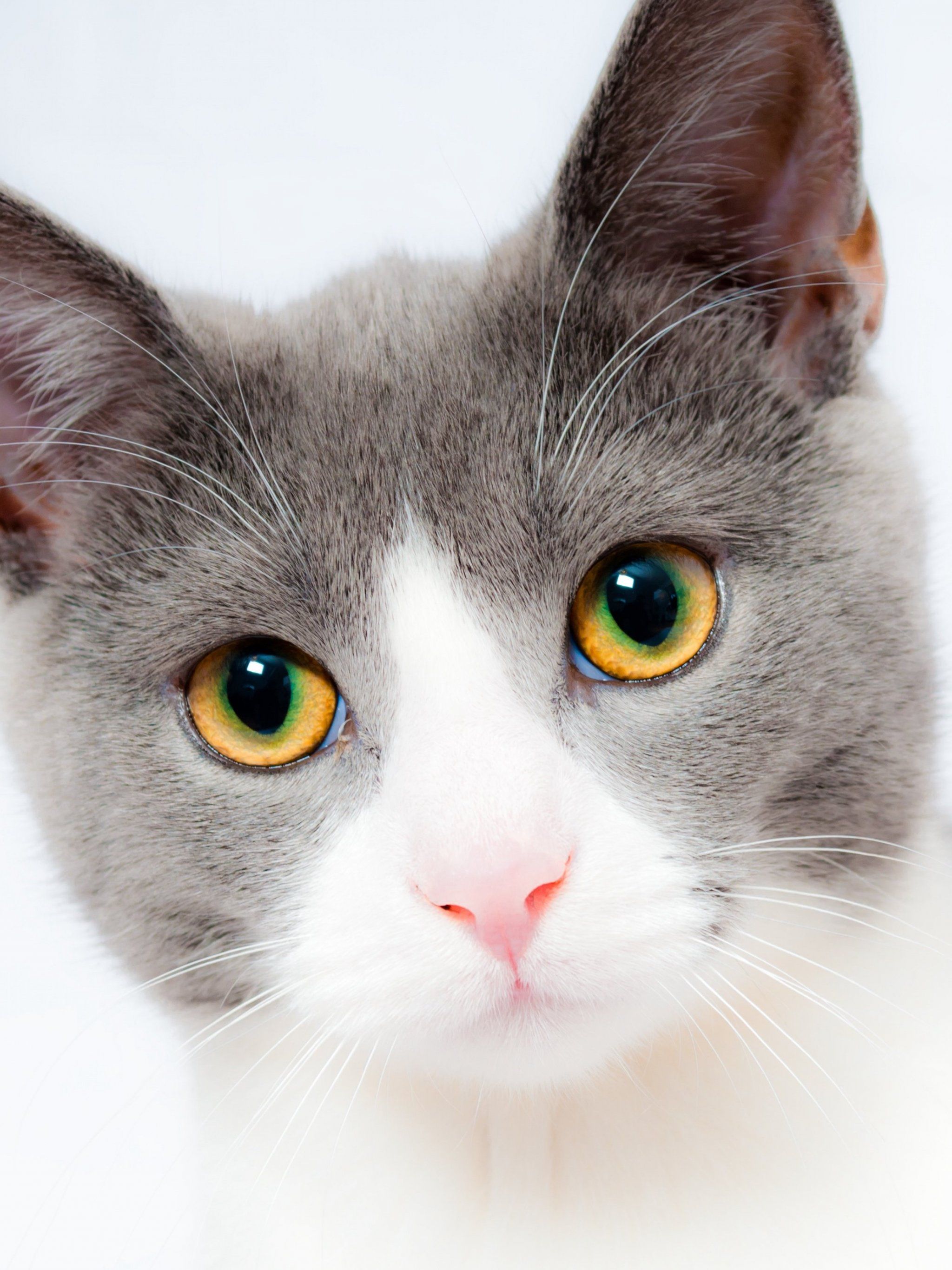 Grey and White Cat Wallpaper, Android & Desktop Background