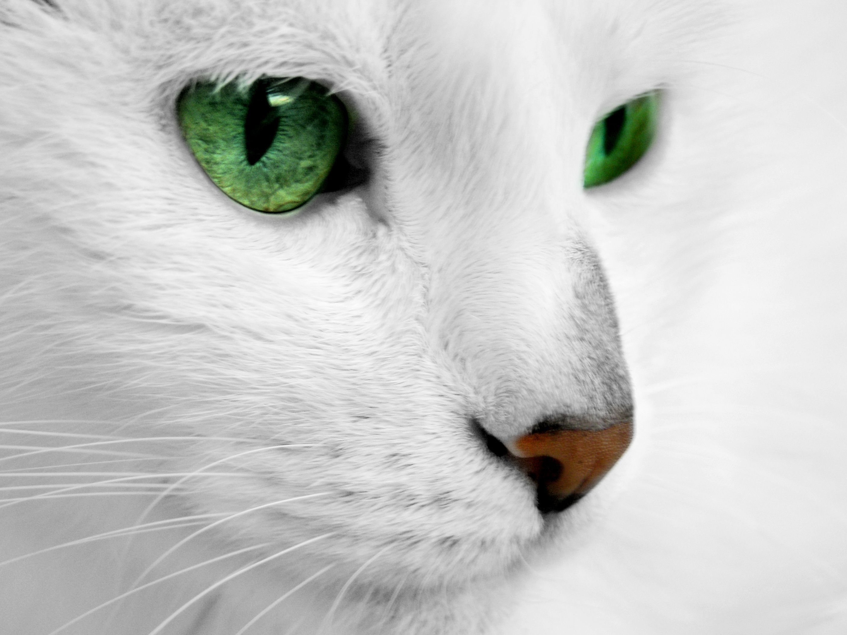 White Cat HD Wallpaper. White cats, Green eyed cat, White cat