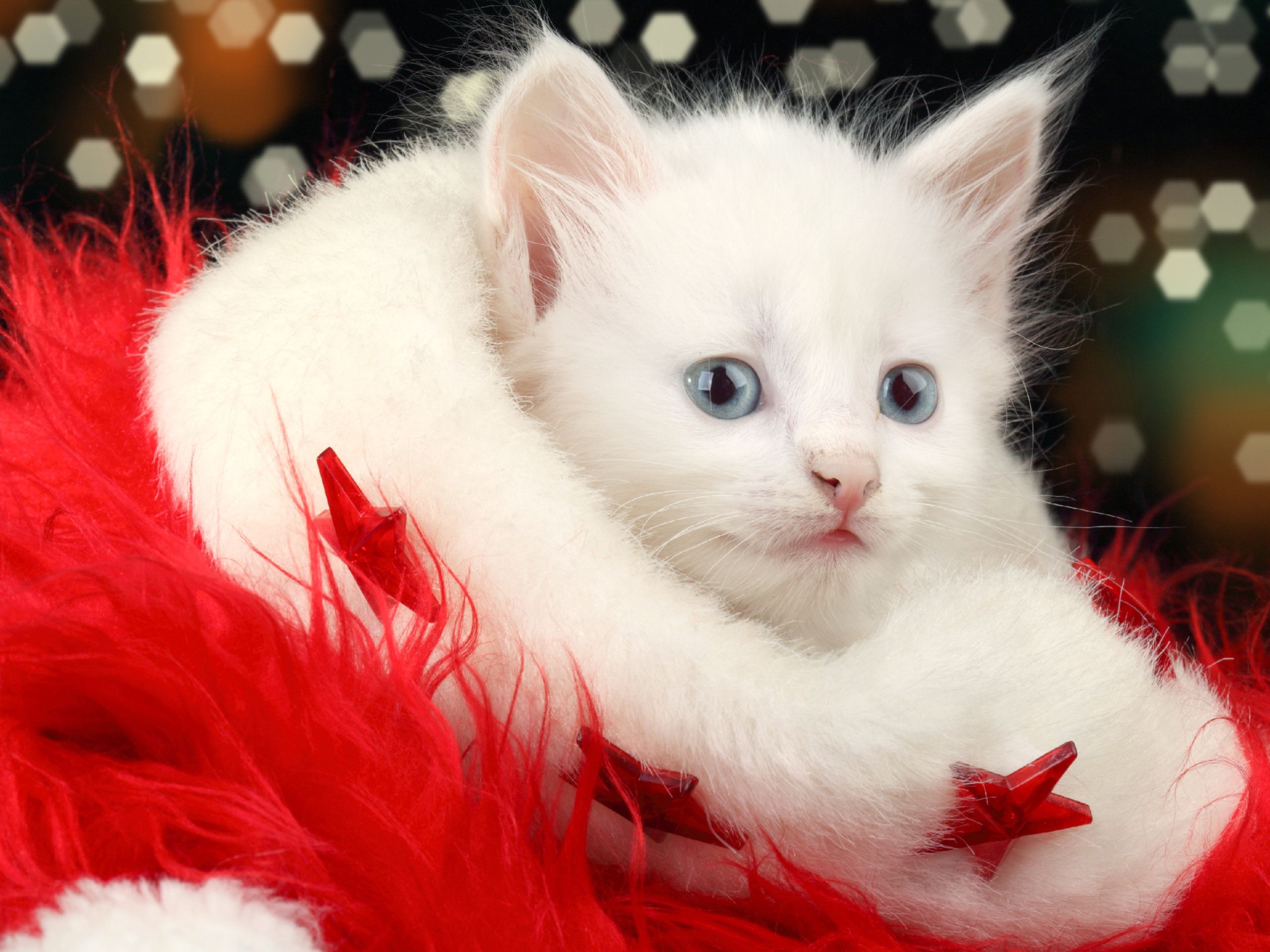 Christmas Cat Wallpaper